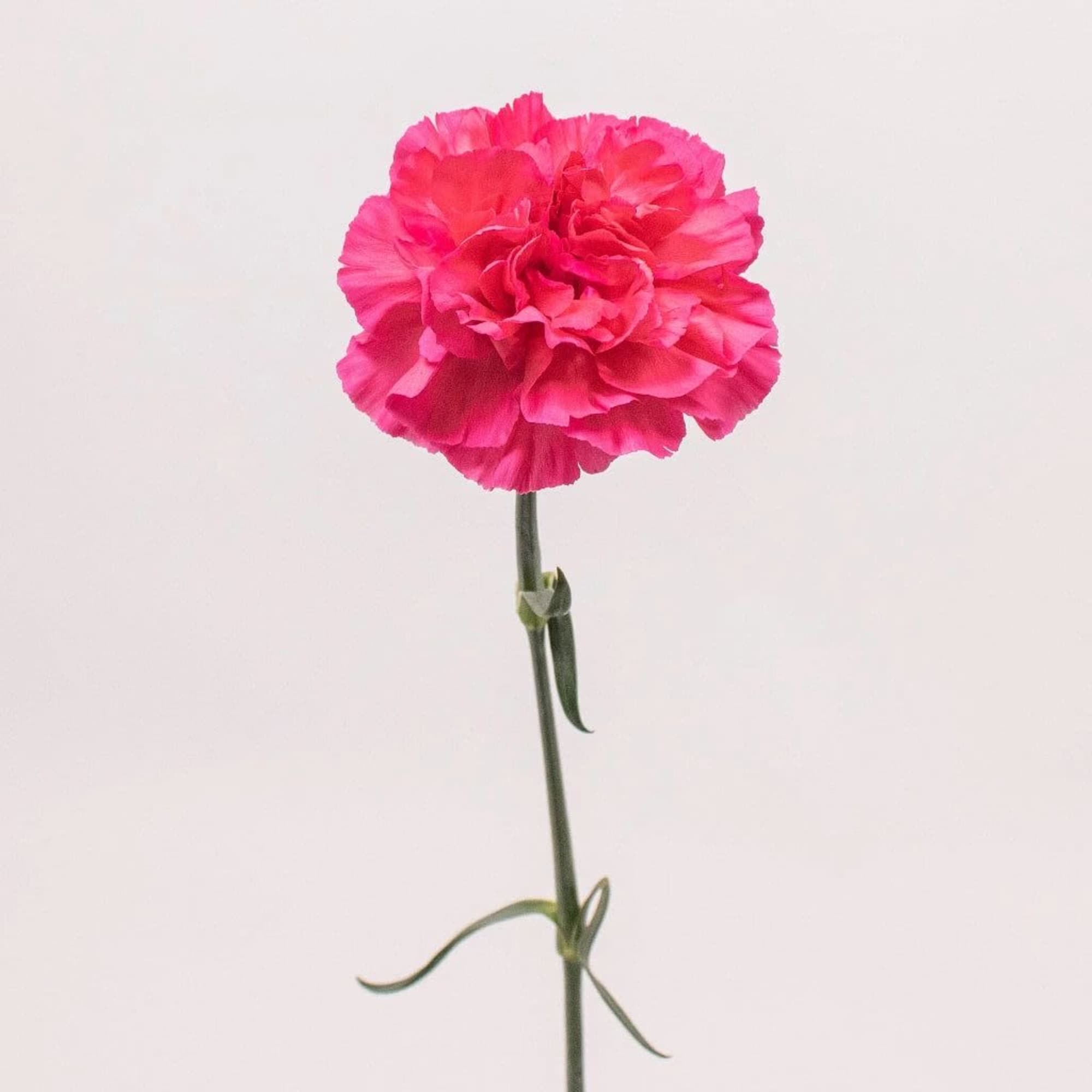 Carnations are a classic bloom known for their soft, ruffled petals and