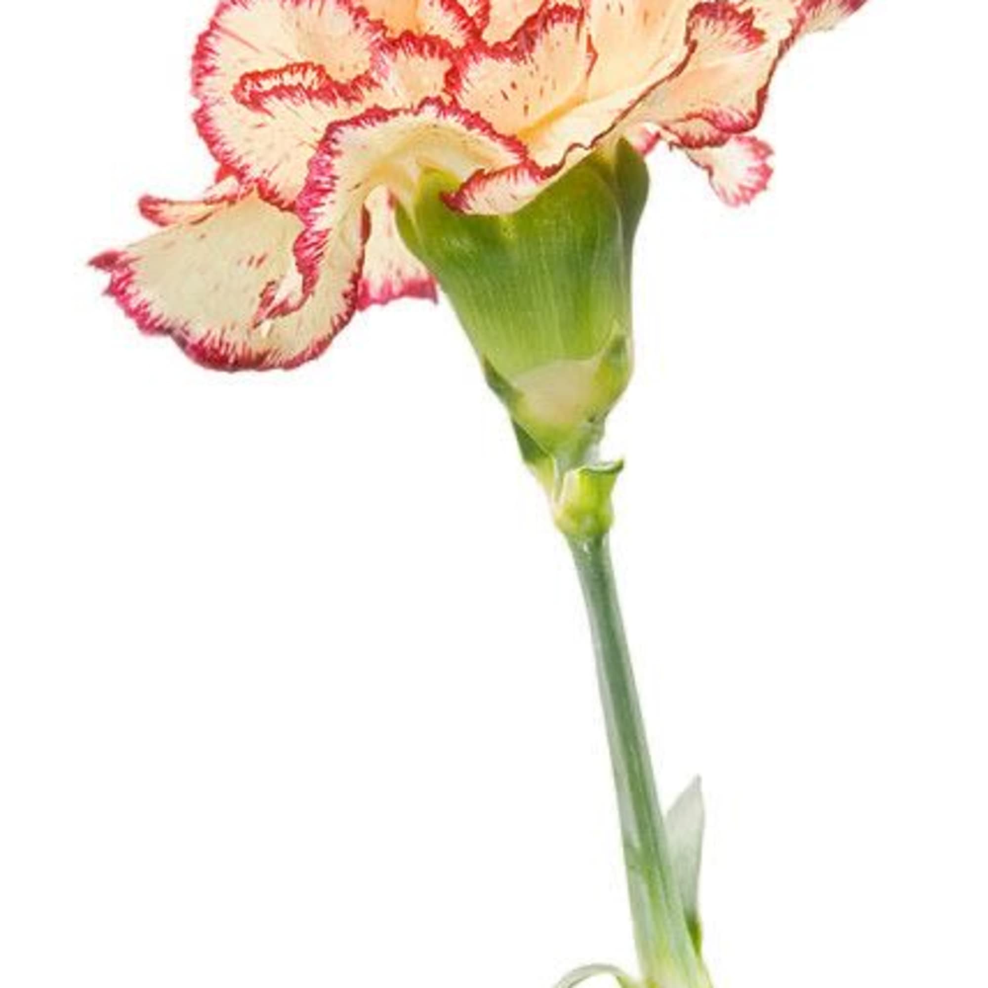 Carnations are a classic bloom known for their soft, ruffled petals and