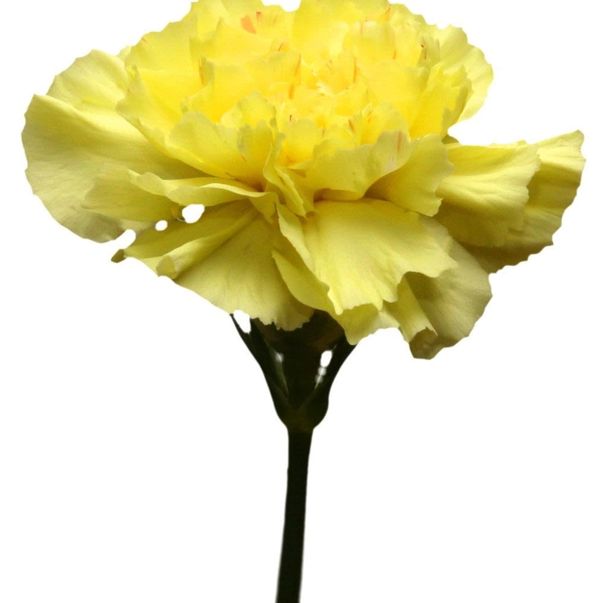 Carnations are a classic bloom known for their soft, ruffled petals and
