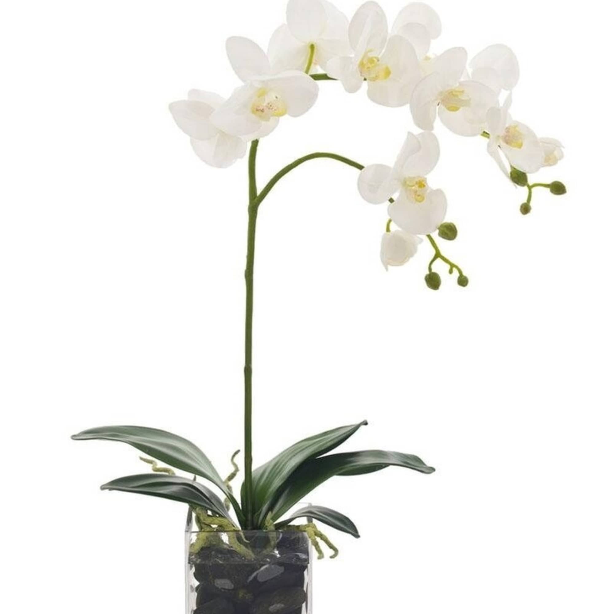 Potted white orchid with arching blooms in a clear glass cube filled with black stones.