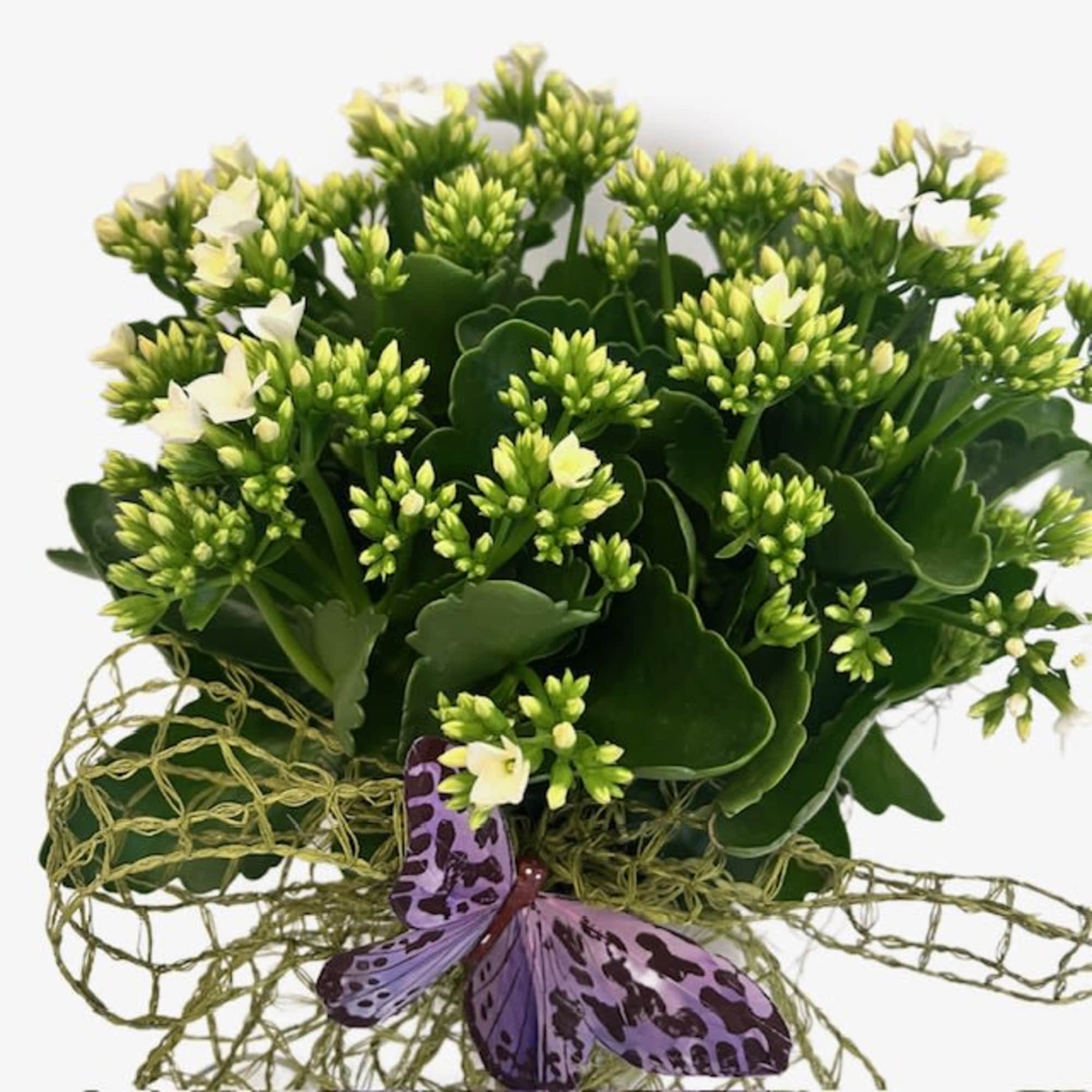 Compact green flowering plant with small white blooms and a purple butterfly decoration