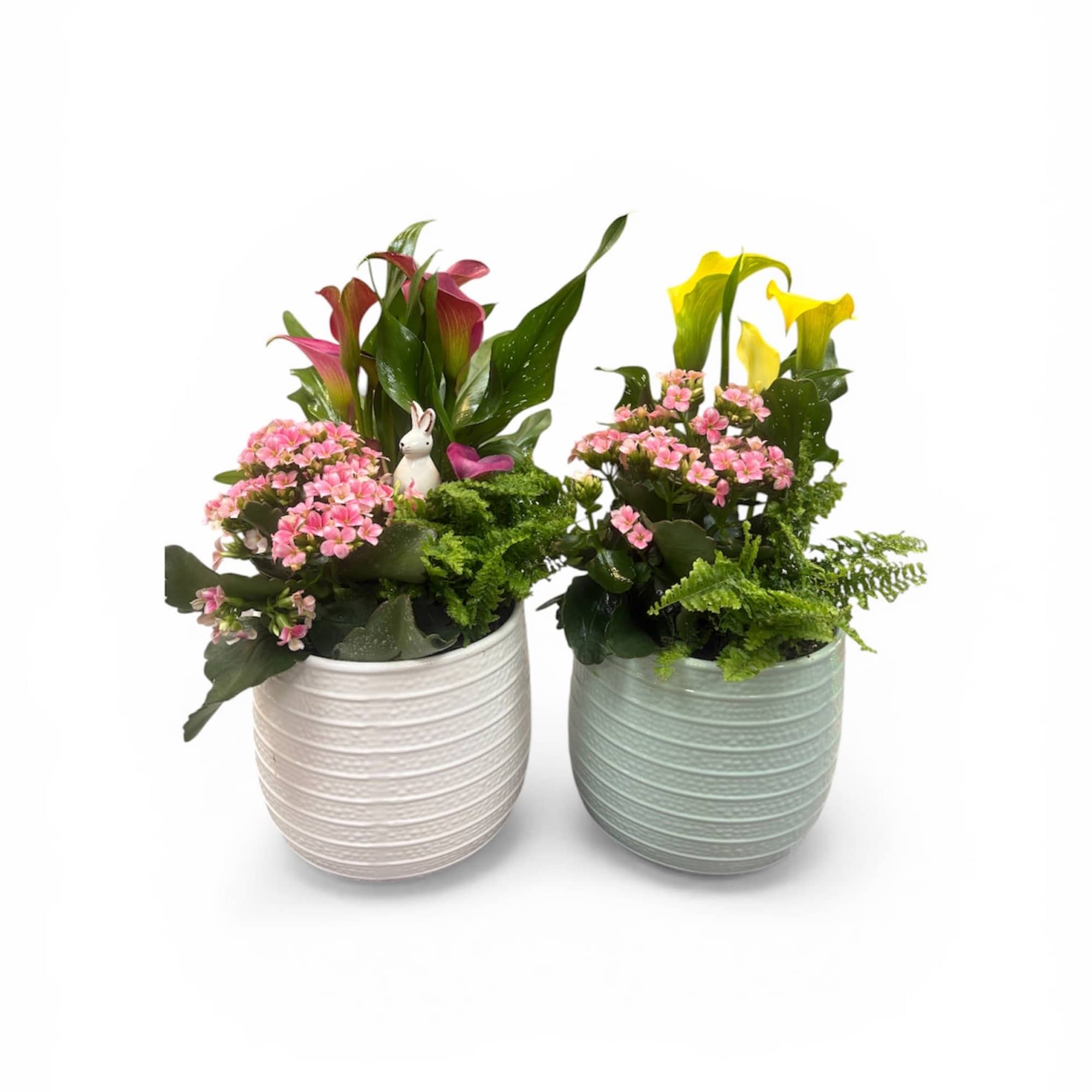 Assorted spring blooms dish garden in 6in pot.  Choose one or