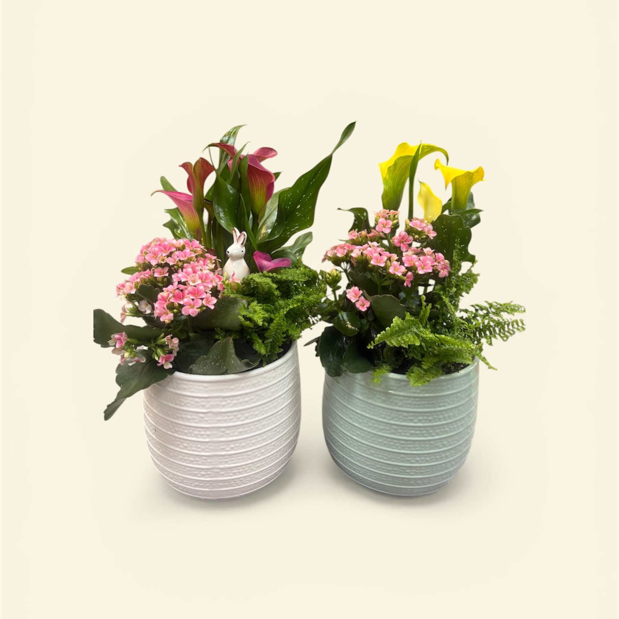Assorted spring blooms dish garden in 6in pot.  Choose one or