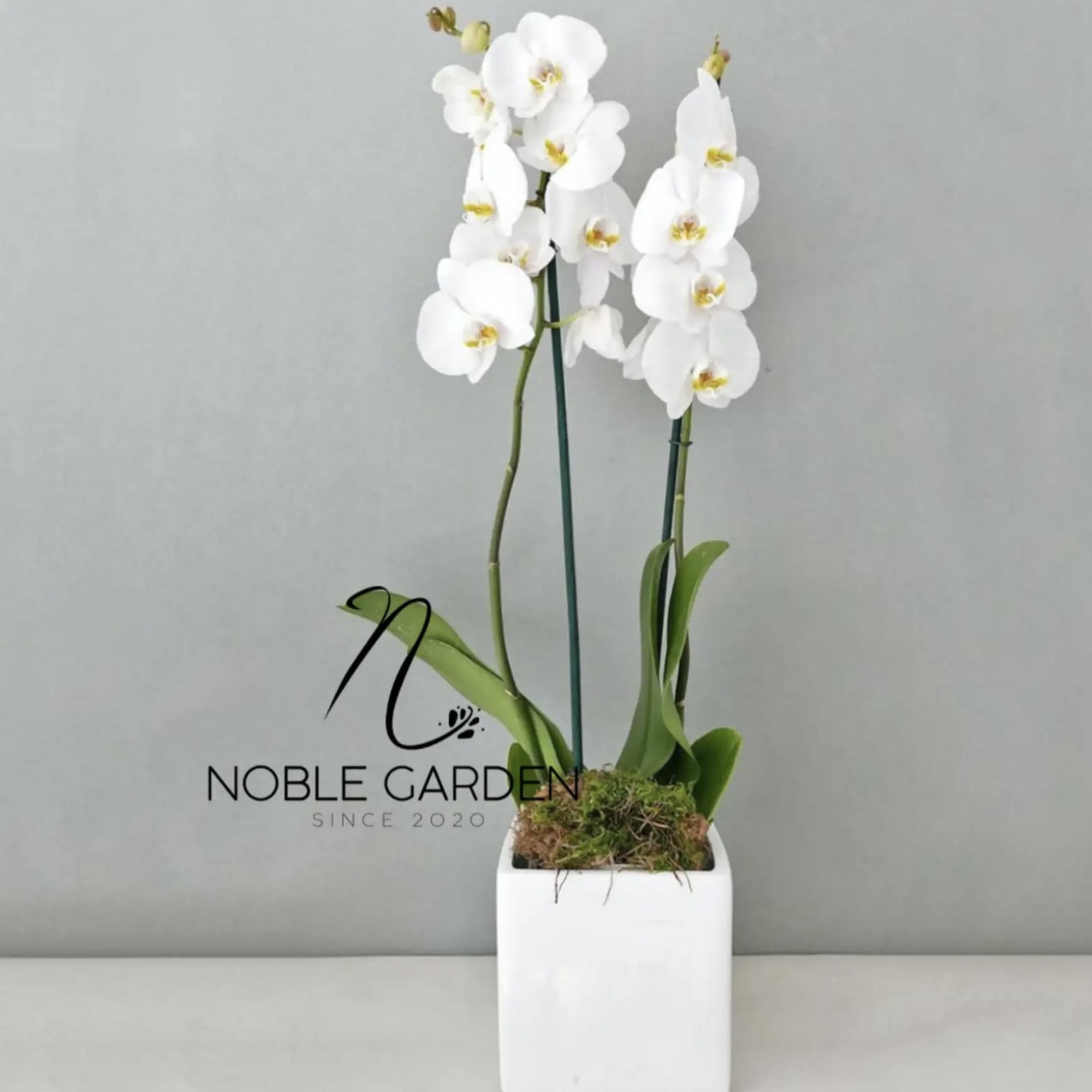 White orchid plant in a square white pot
