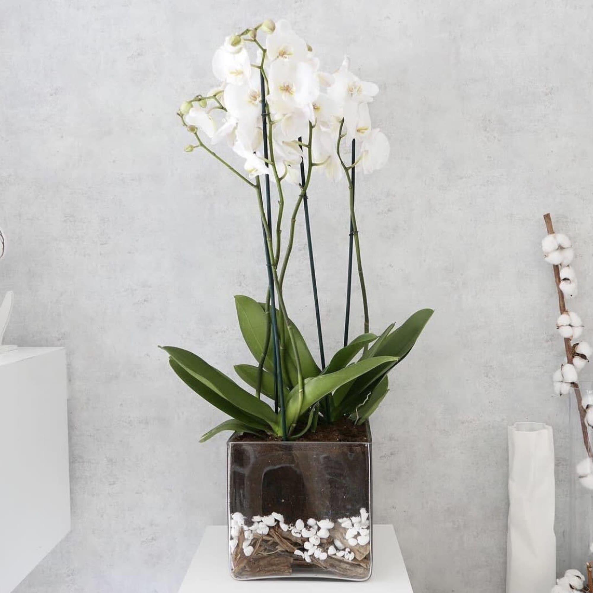 White orchid plant in a square glass vase with bark and white stones