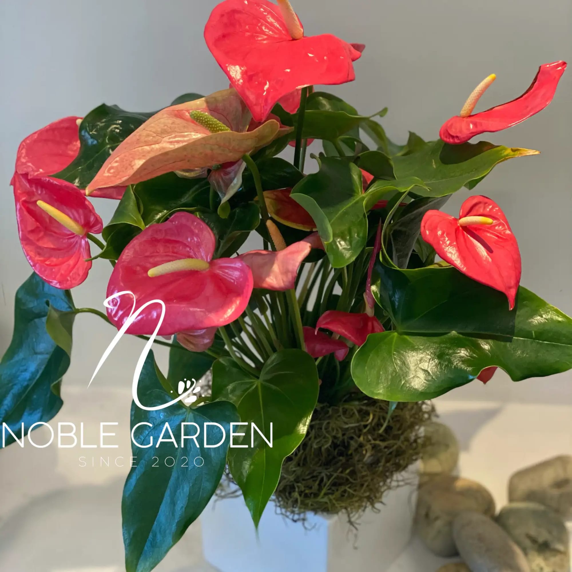 Pink anthurium arrangement with glossy green leaves in a white container