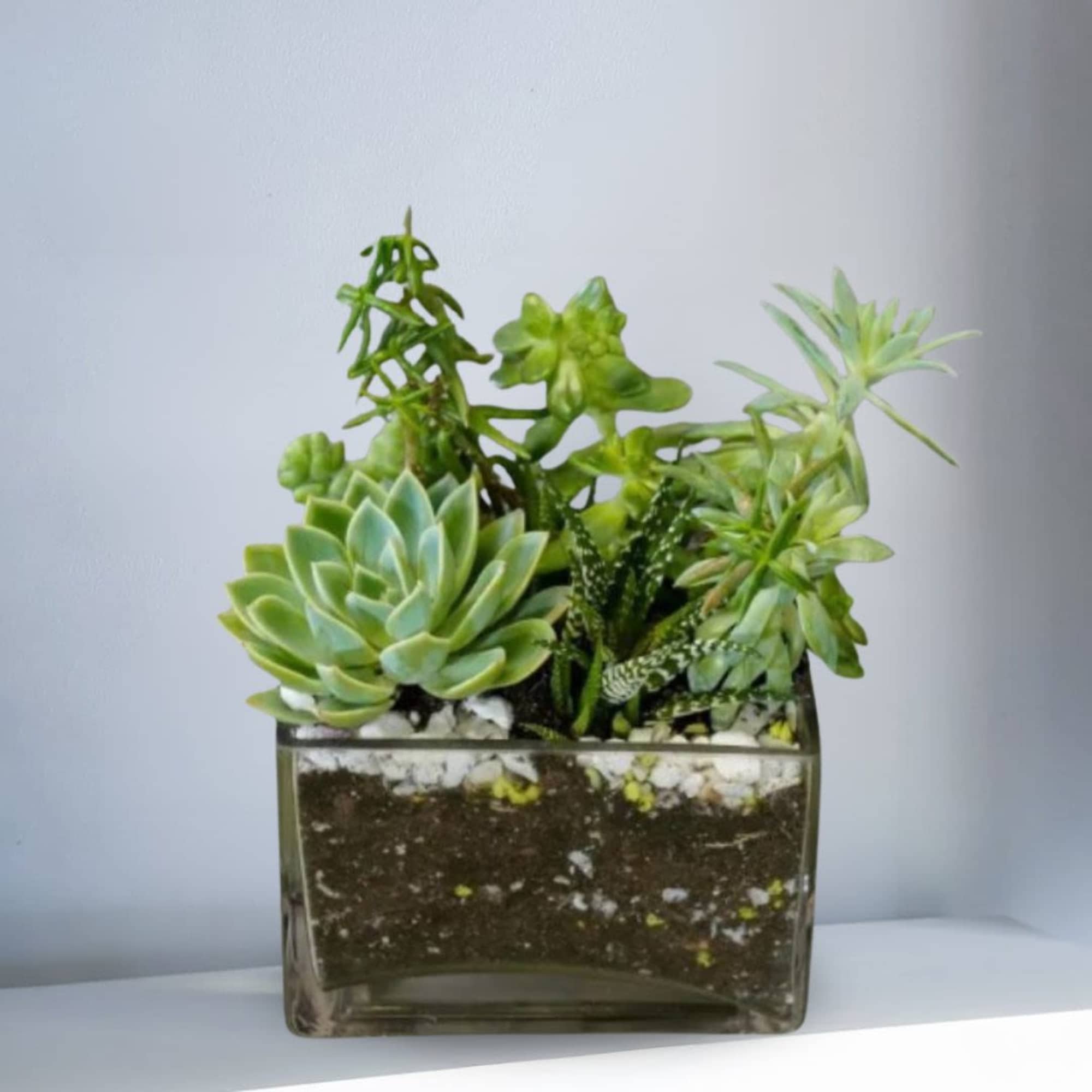 Succulent arrangement in a square glass planter