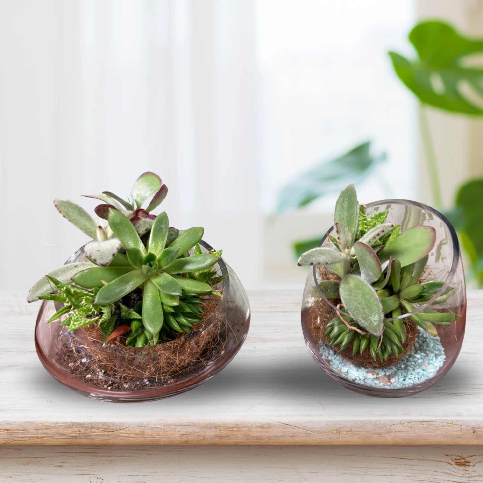 Two small succulent arrangements in round glass bowls
