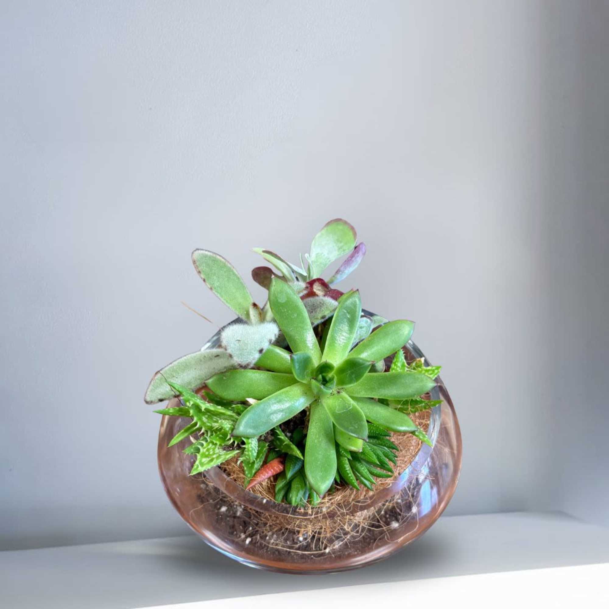 Succulent arrangement in a round glass bowl