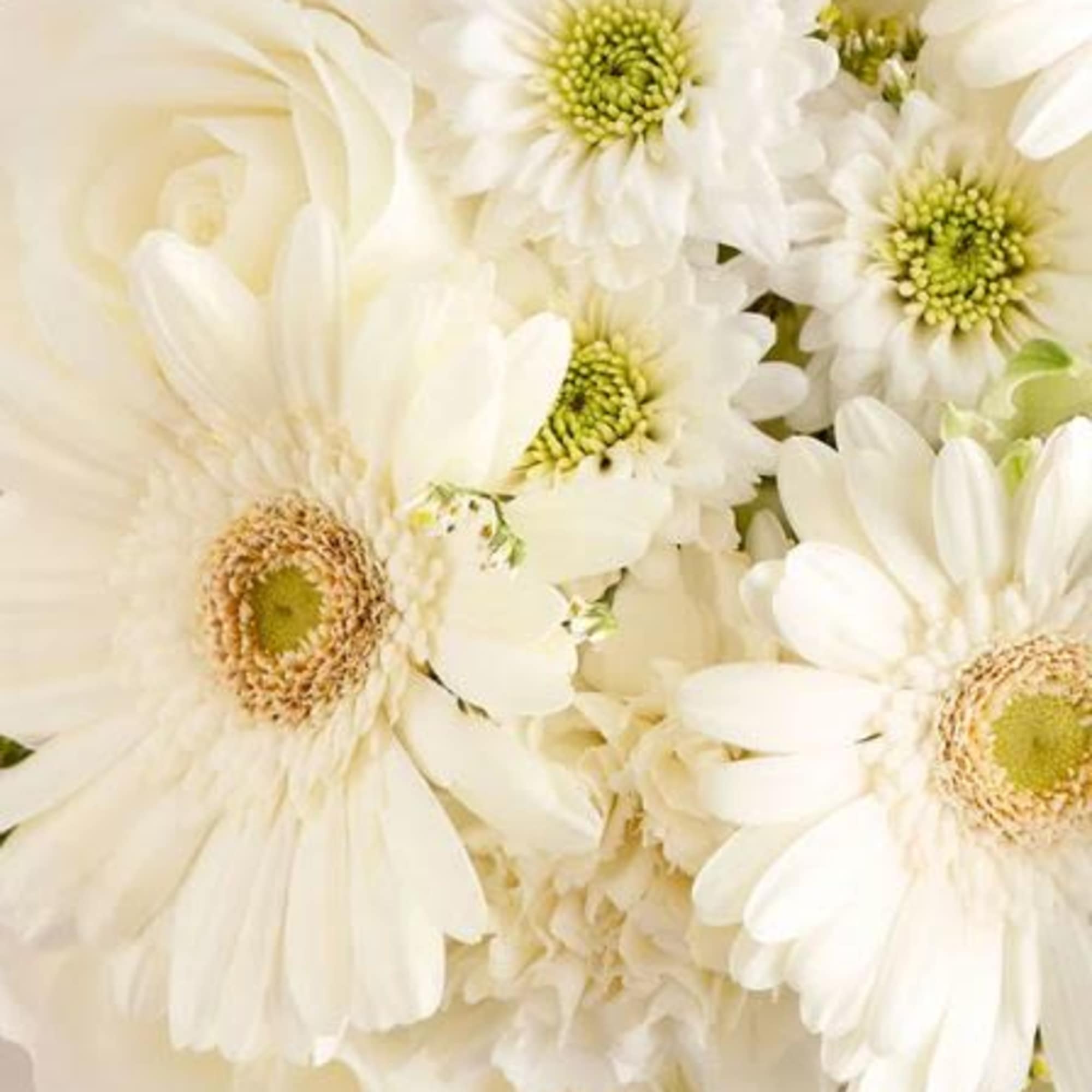  Pet Friendly?
NO . The arrangement contains greenery that may cause mild