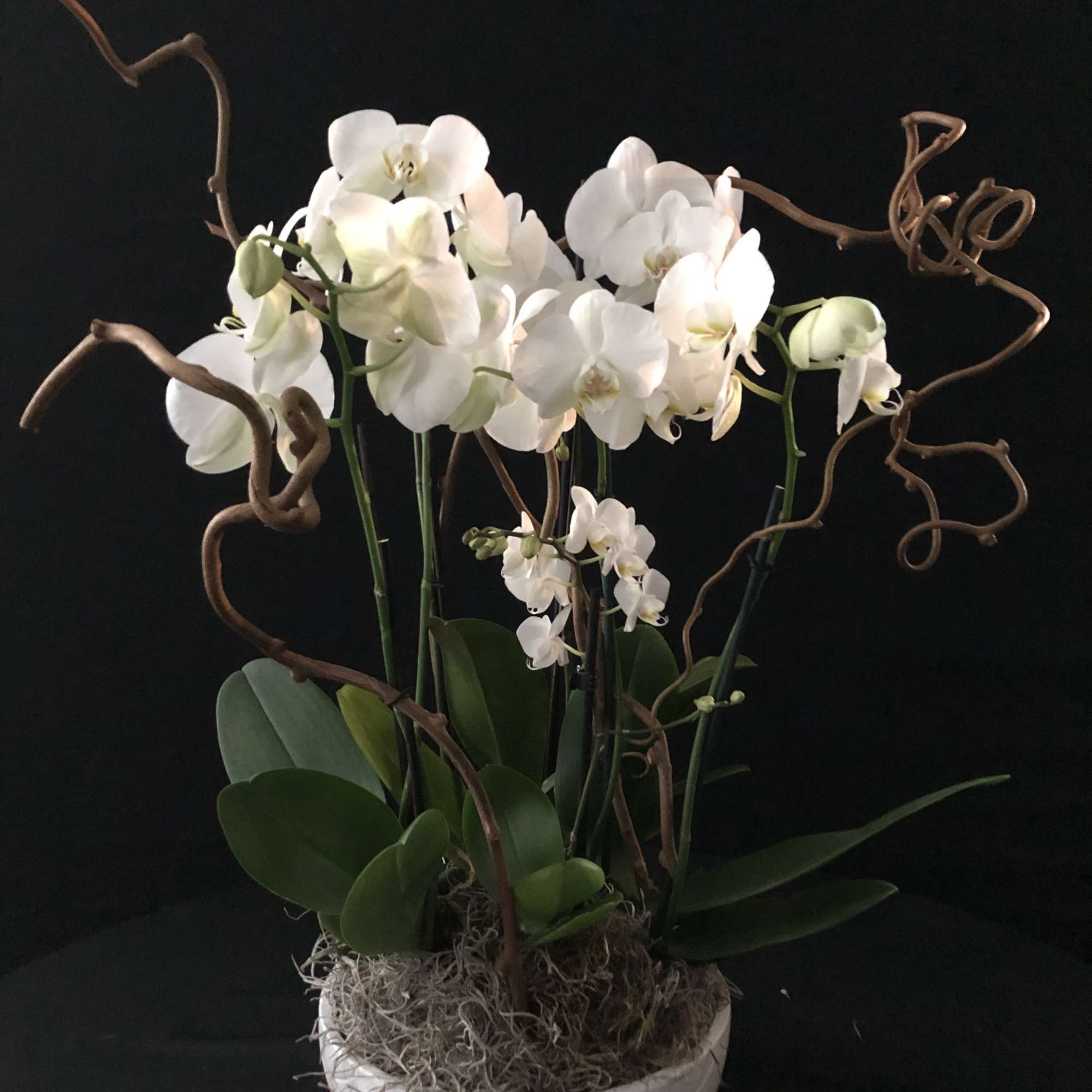 White orchids in a white bowl planter with curly branches