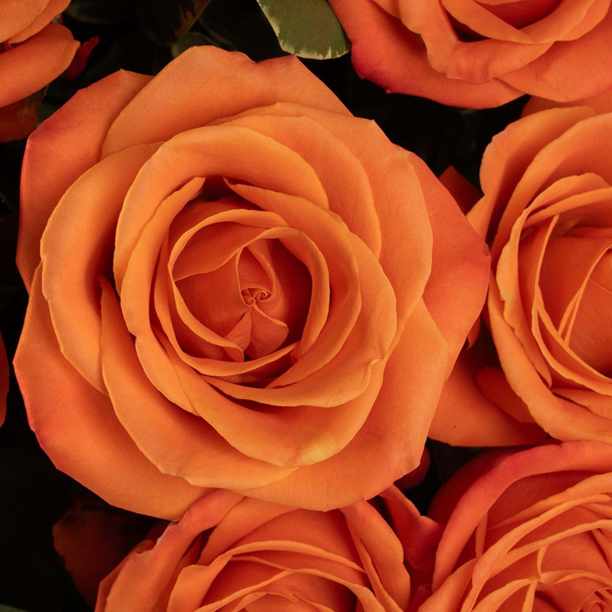Close-up of several fully open orange roses filling the frame