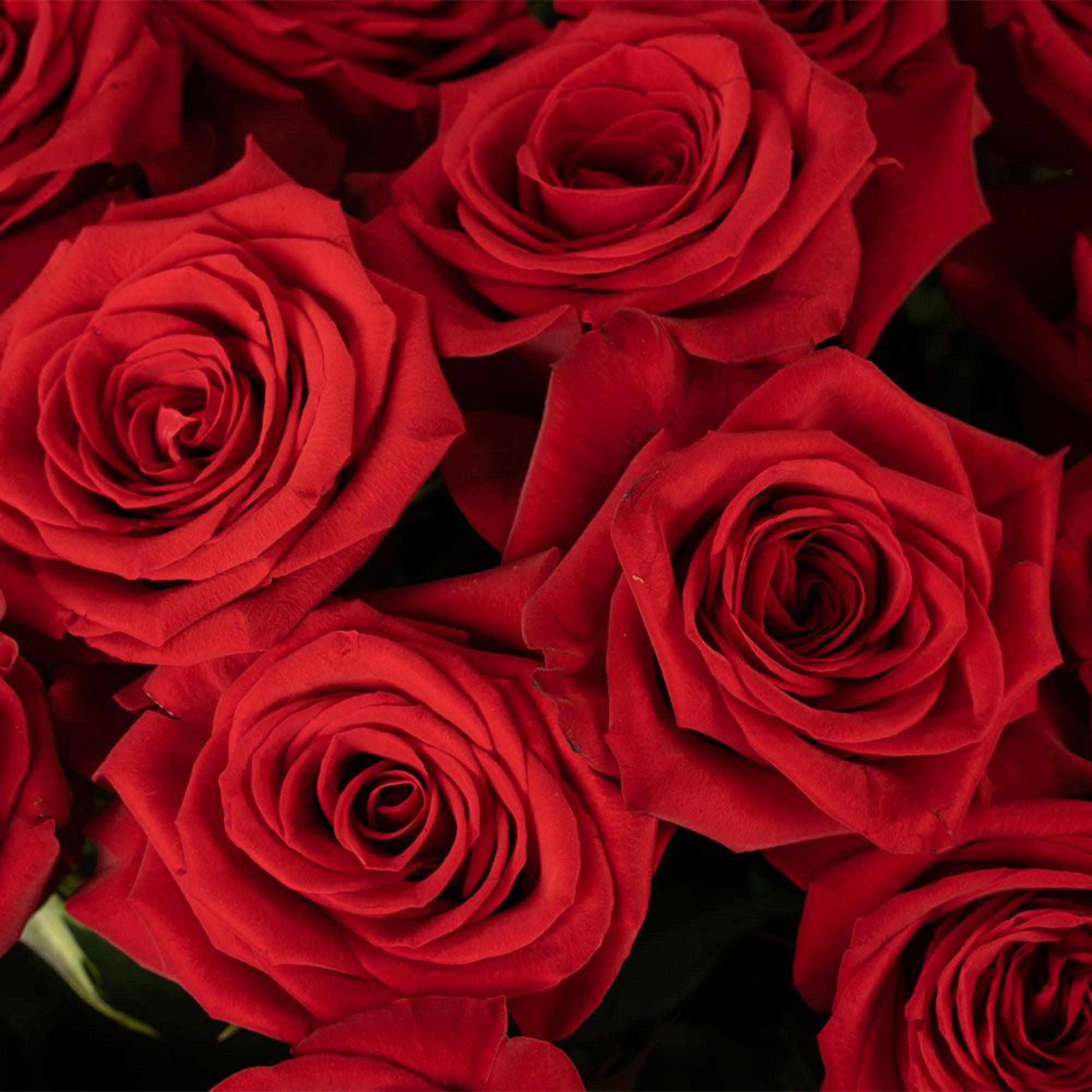 Close-up of multiple red roses with tightly layered petals