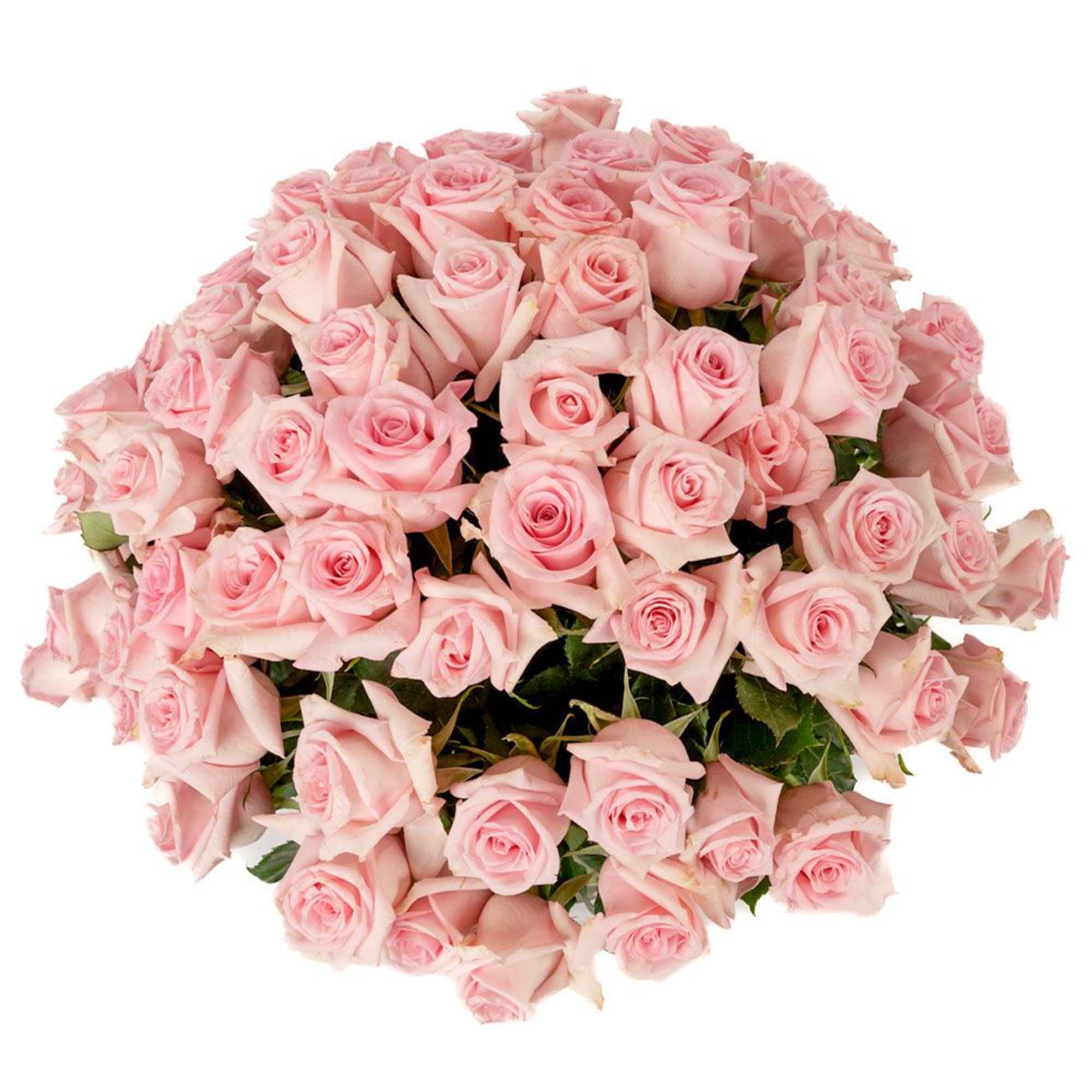 Large rounded bouquet of tightly clustered light pink roses.