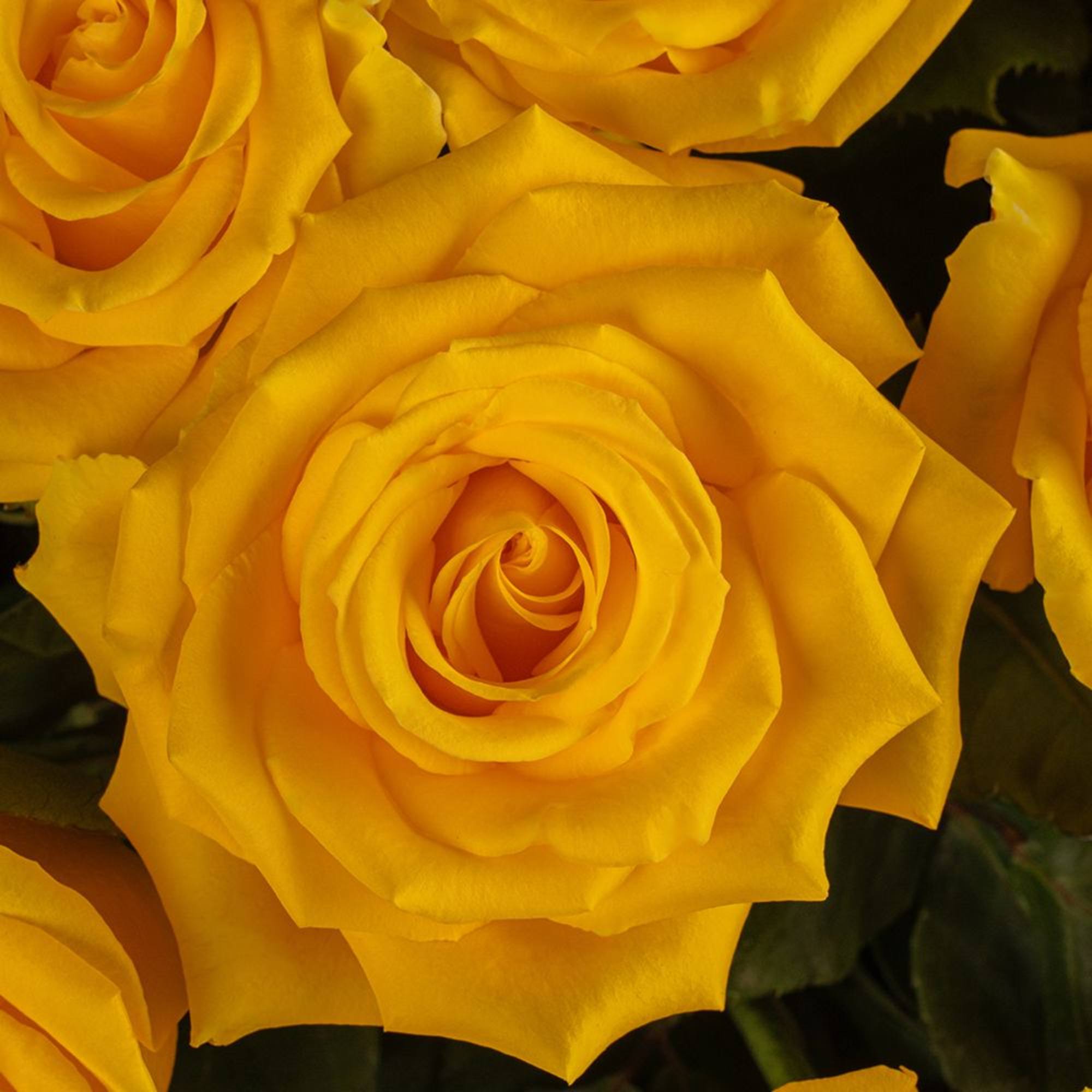 Close-up of several fully open bright yellow roses