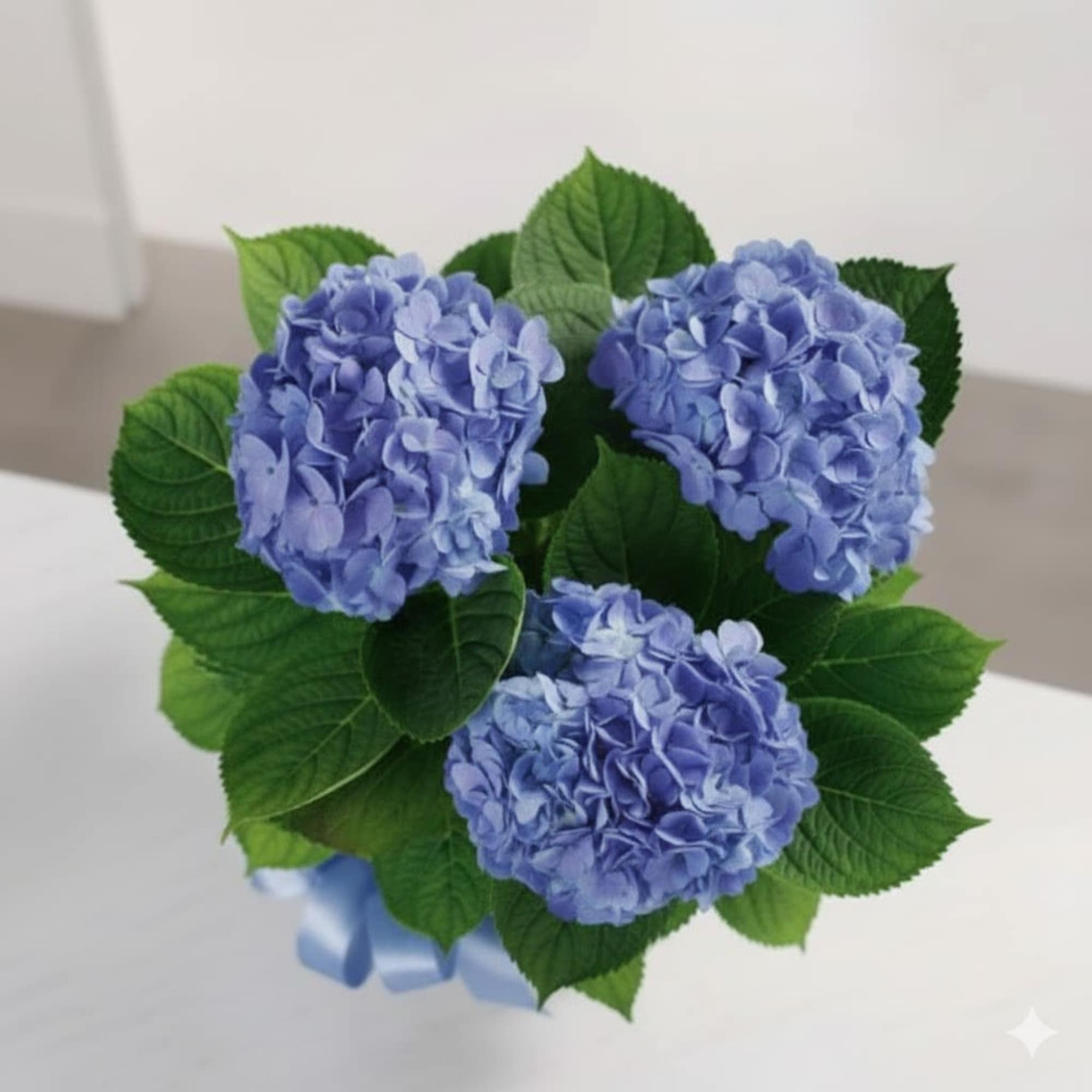  Pet Friendly?
No.
Hydrangea is toxic to cats and dogs if ingested.
Keep out