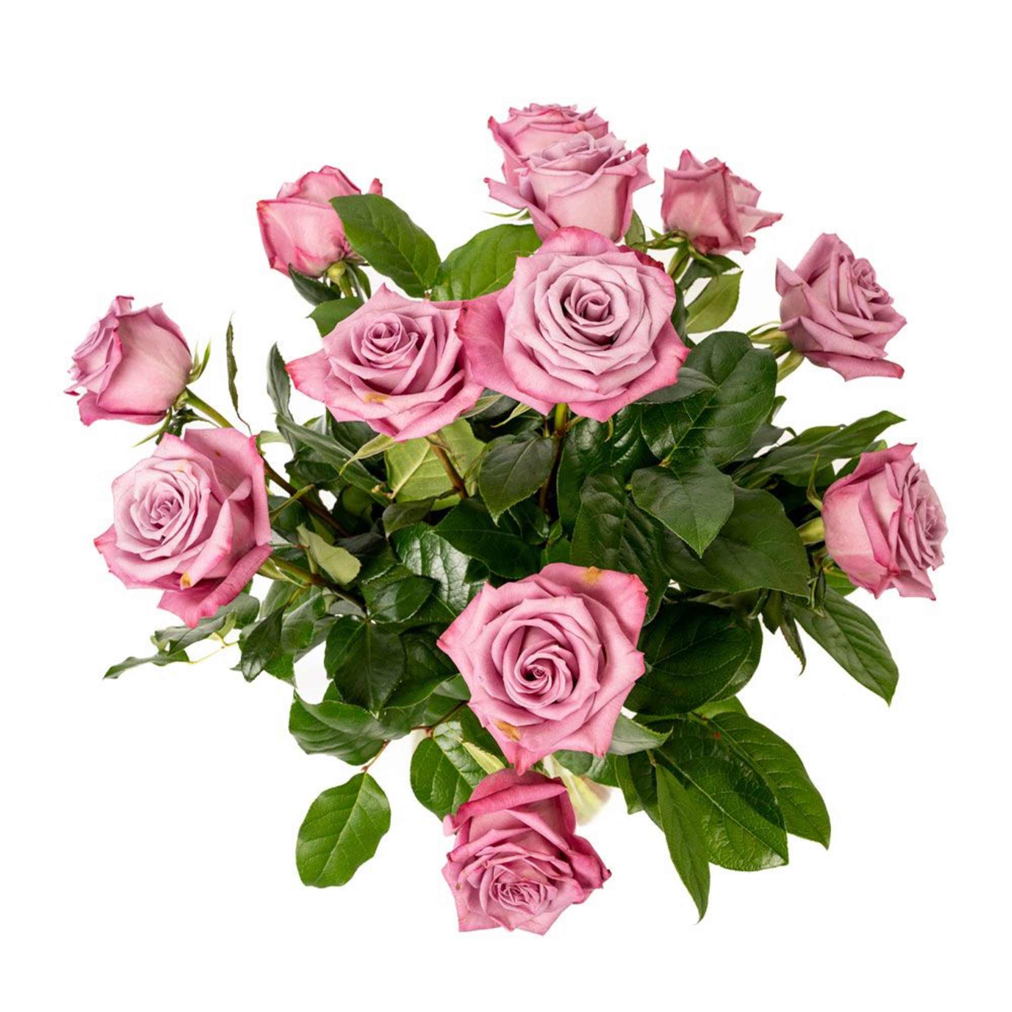 Cluster of mauve-pink roses with lush foliage against a white background
