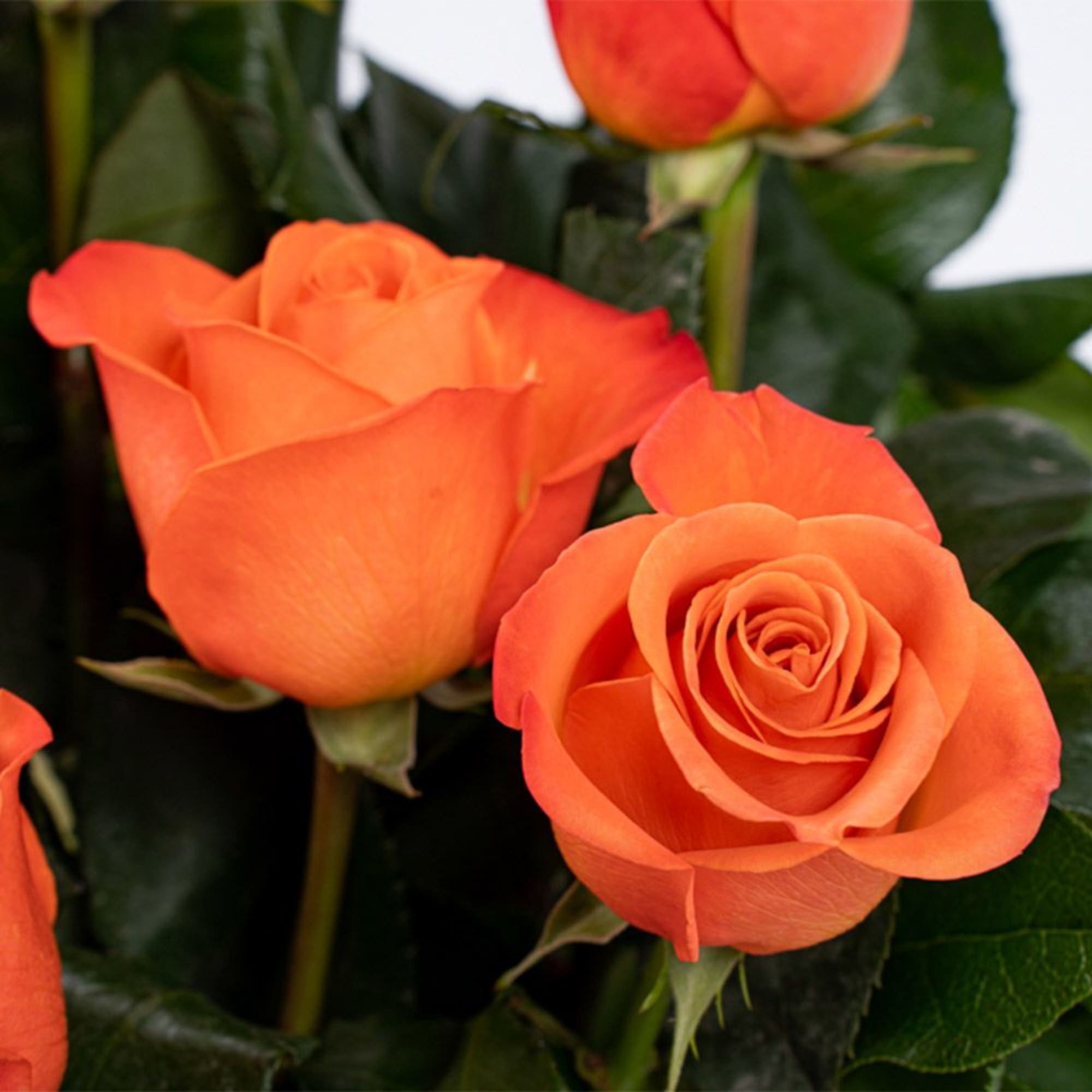 Close-up of several vibrant orange roses in bloom