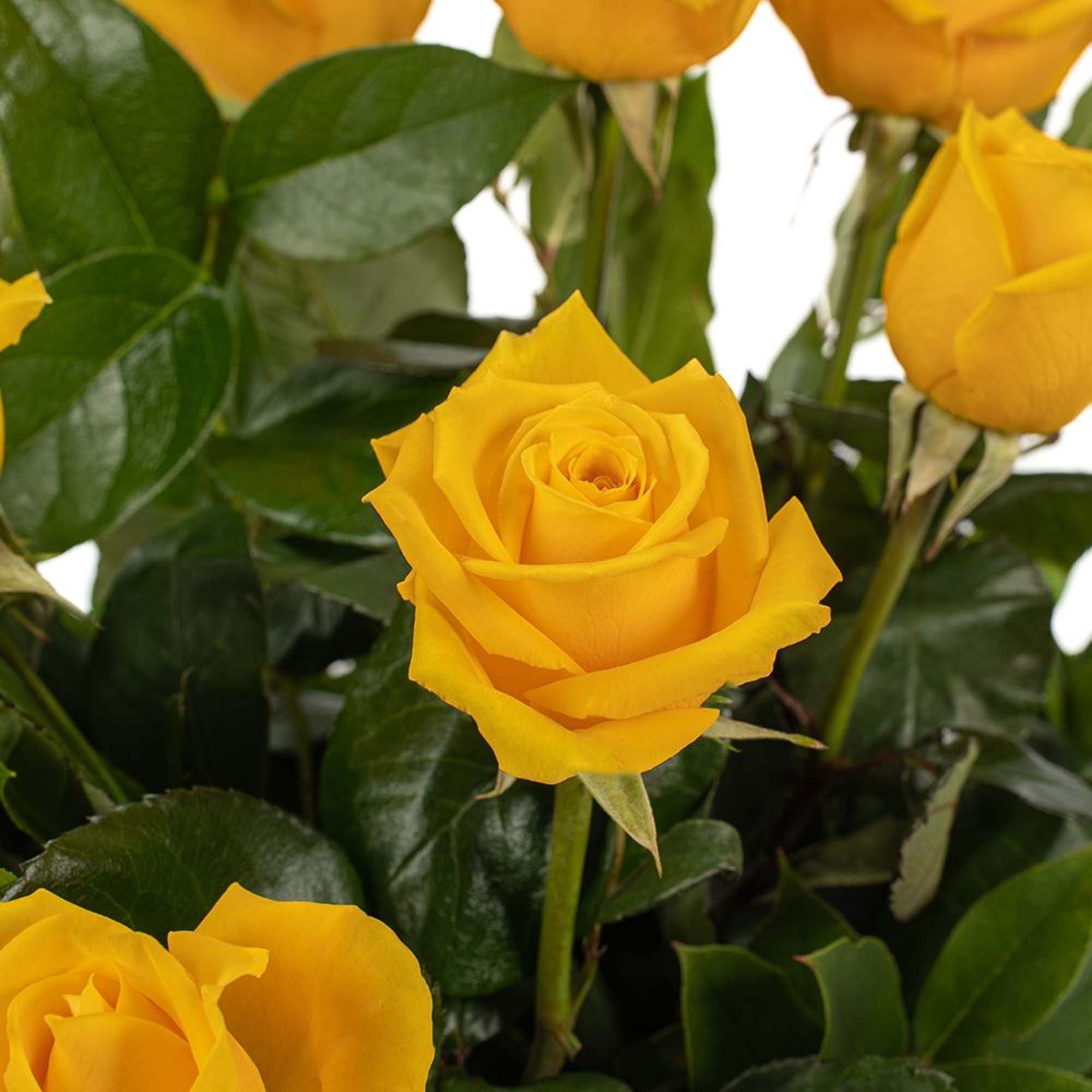 Close-up of several bright yellow roses with dark green foliage.