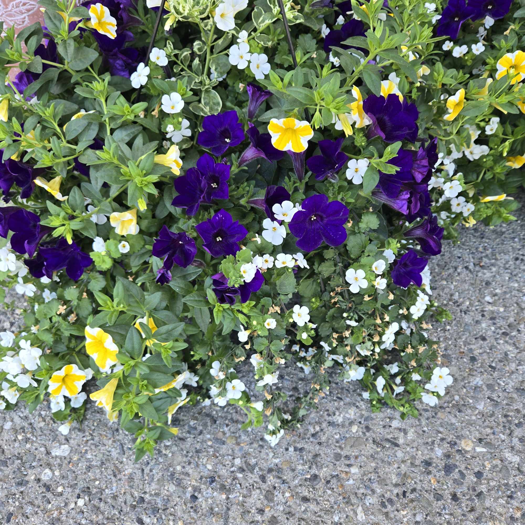Hanging basket of purple, white, and yellow petunias
