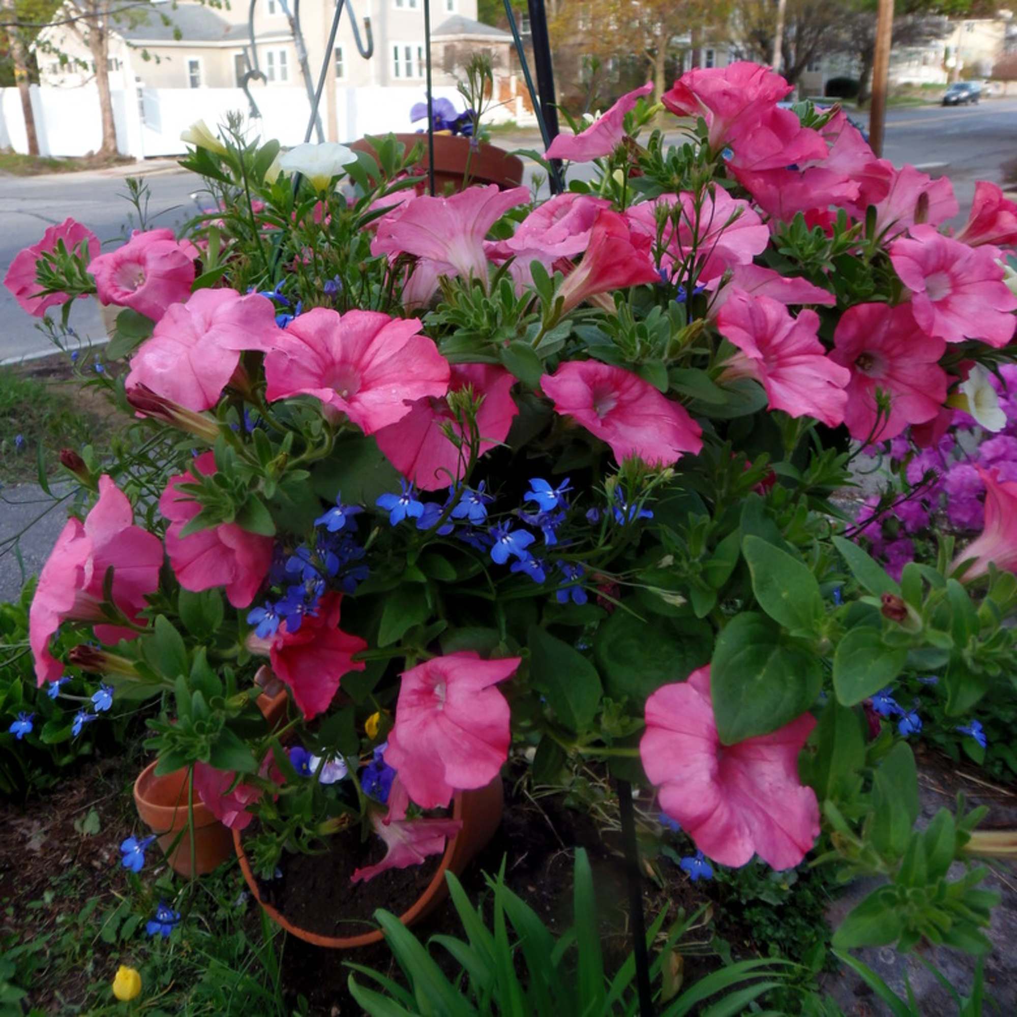 Pink petunias and small blue flowers in hanging pots outdoors