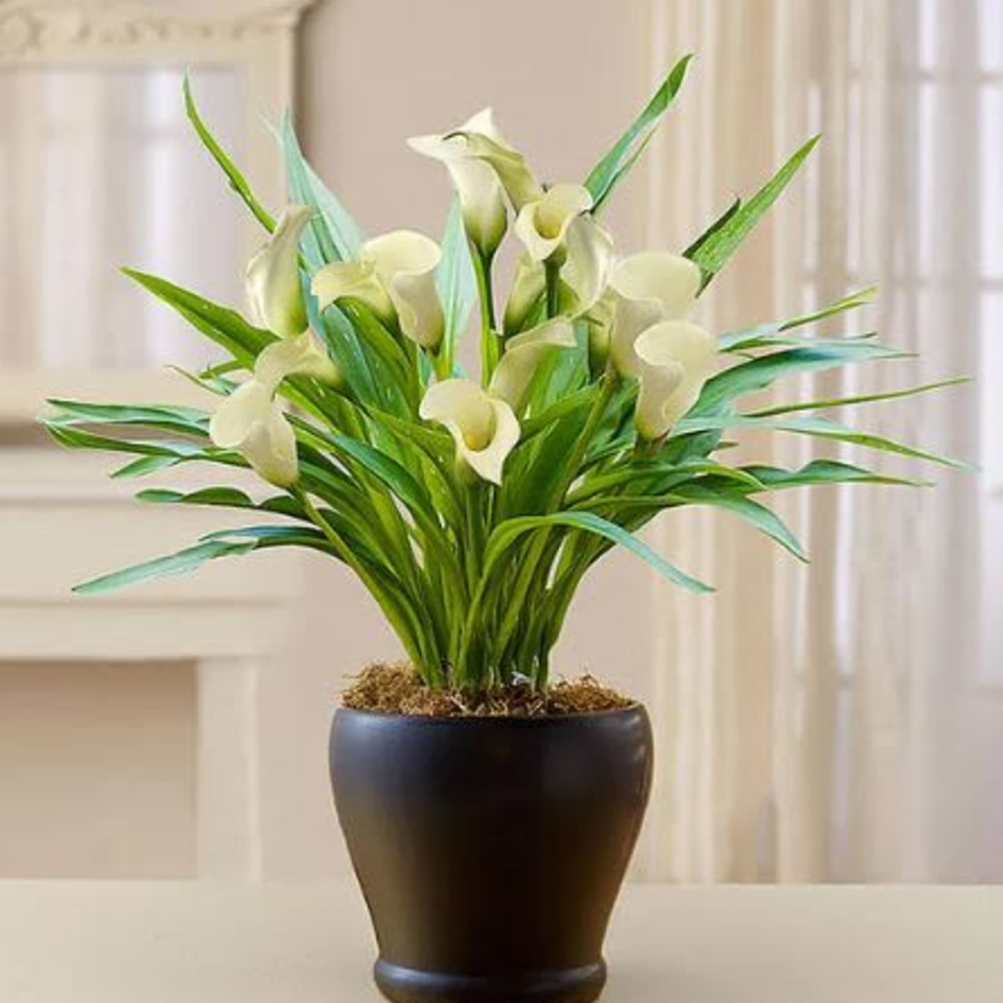  Pet Friendly?
No Calla lilies contain insoluble calcium oxalates which are toxic