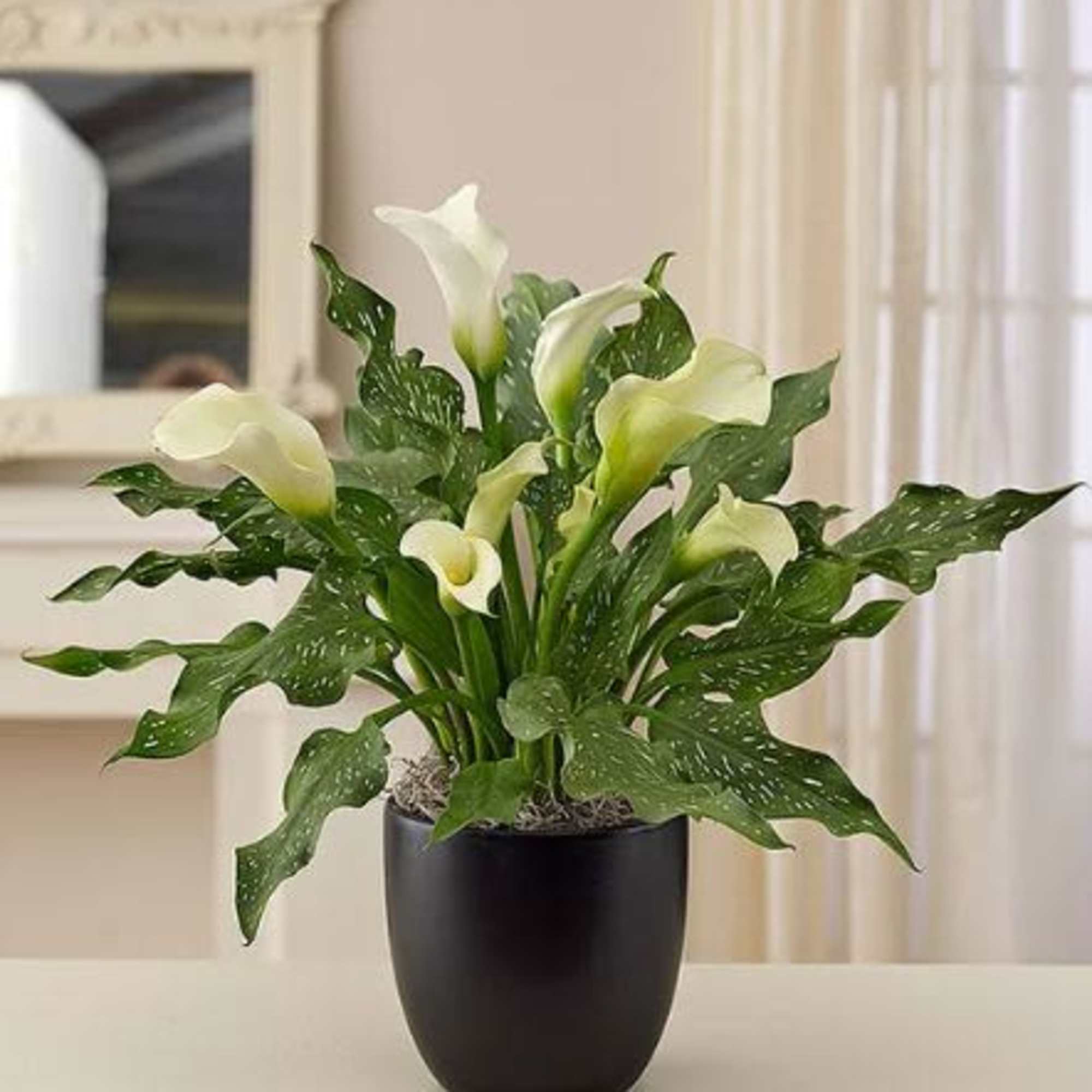  Pet Friendly?
No Calla lilies contain insoluble calcium oxalates which are toxic
