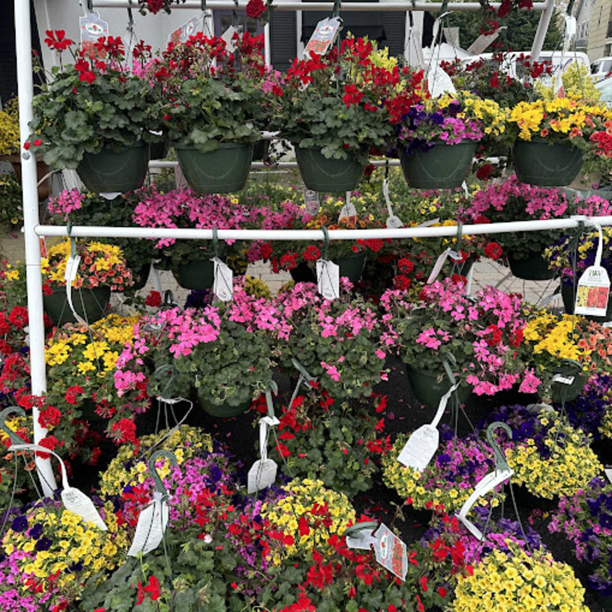 Send 2 beautiful 10" Hanging Basket to celebrate Spring.  

Varieties will