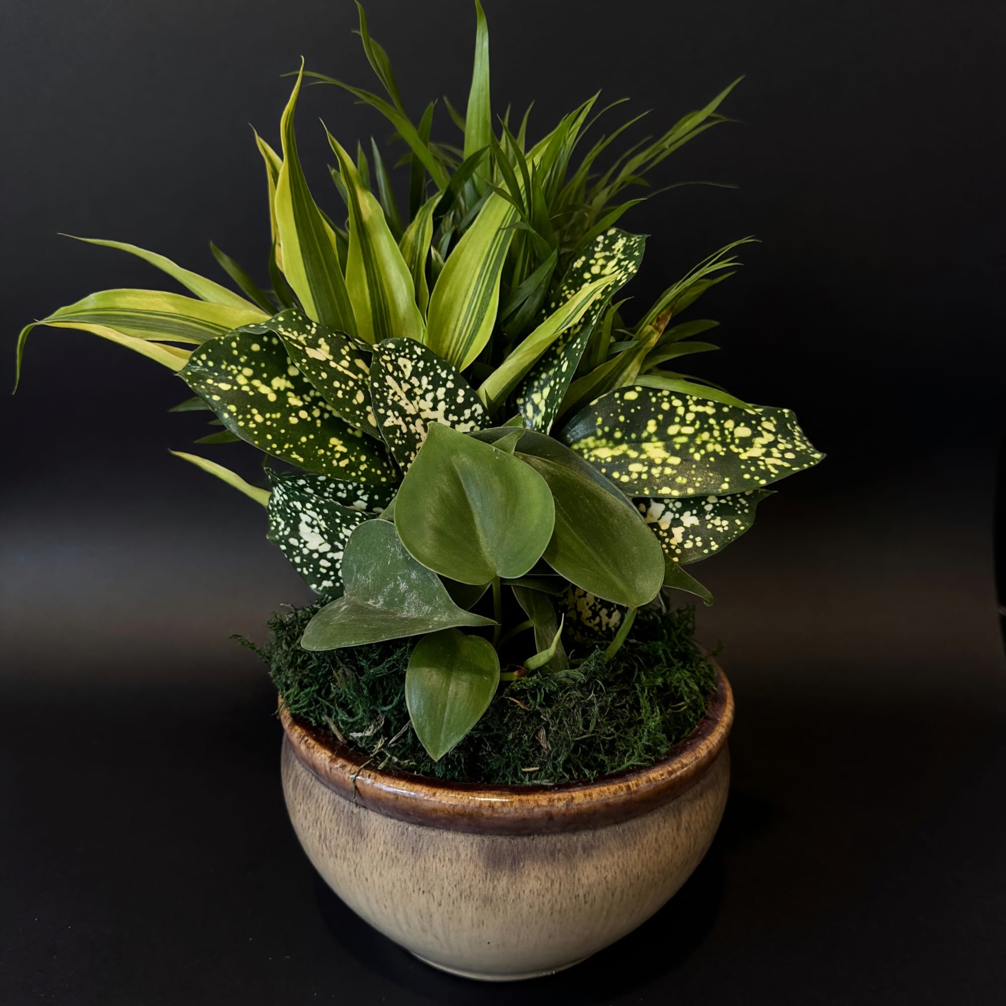 Gift someone you love this adorable ceramic dish garden!