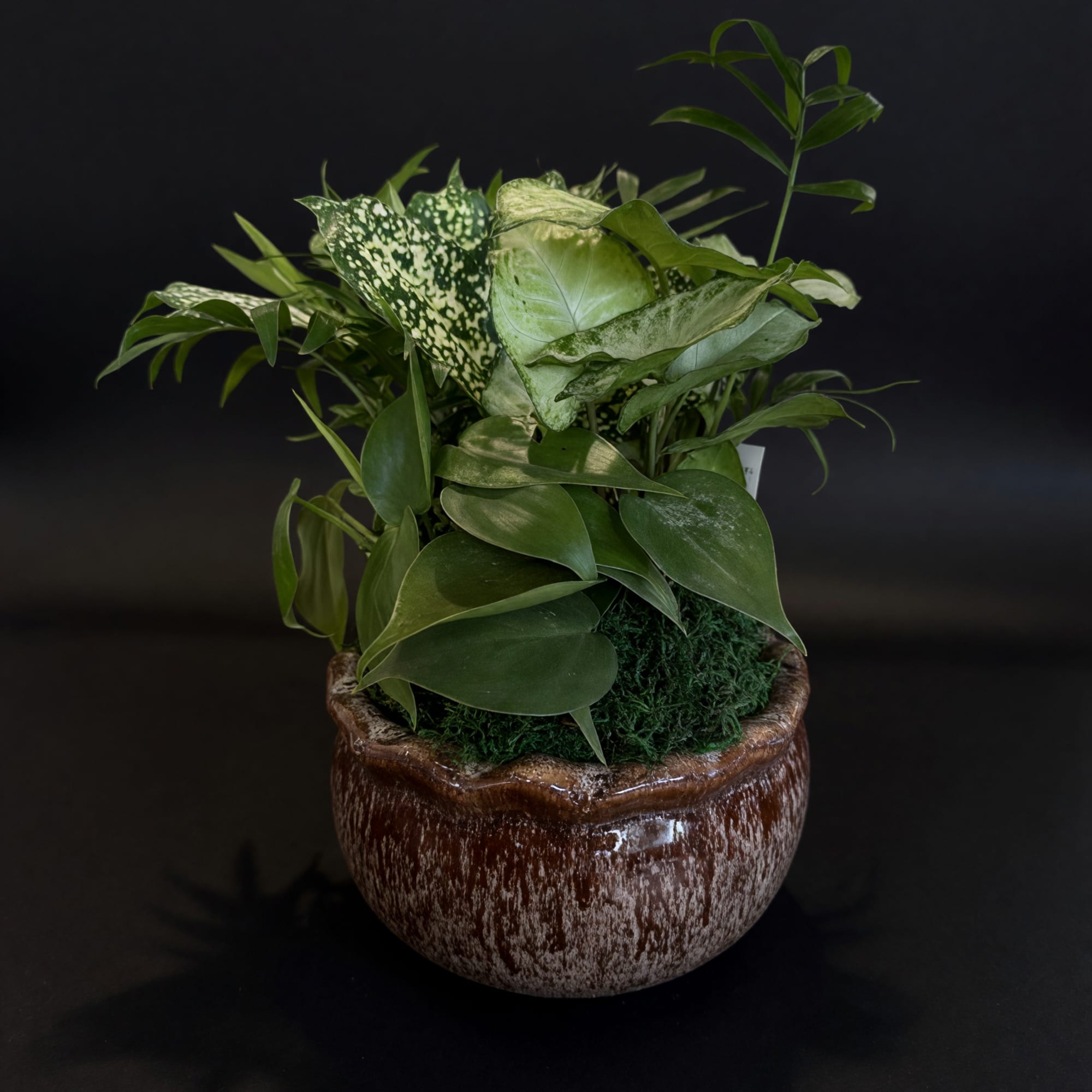Gift someone you love this adorable ceramic dish garden!