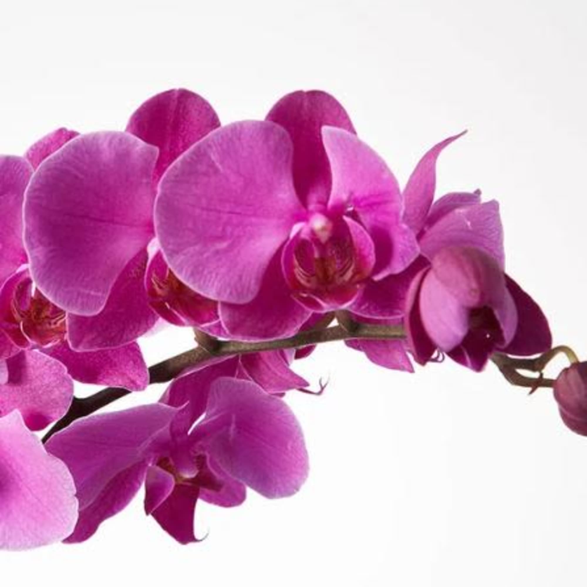Pet Friendly?
NO . Phalaenopsis orchids are non-toxic to cats and dogs according