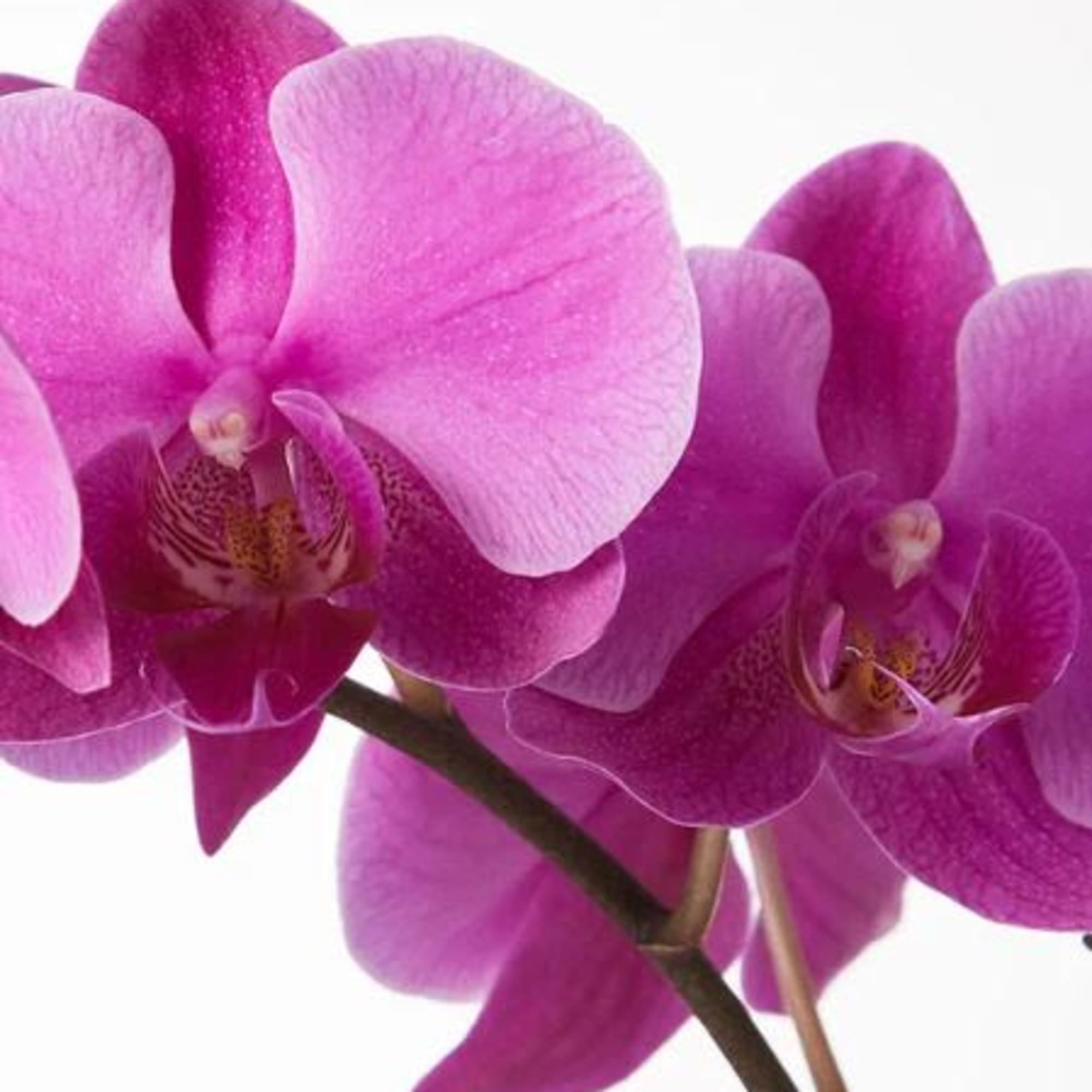Pet Friendly?
NO . Phalaenopsis orchids are non-toxic to cats and dogs according
