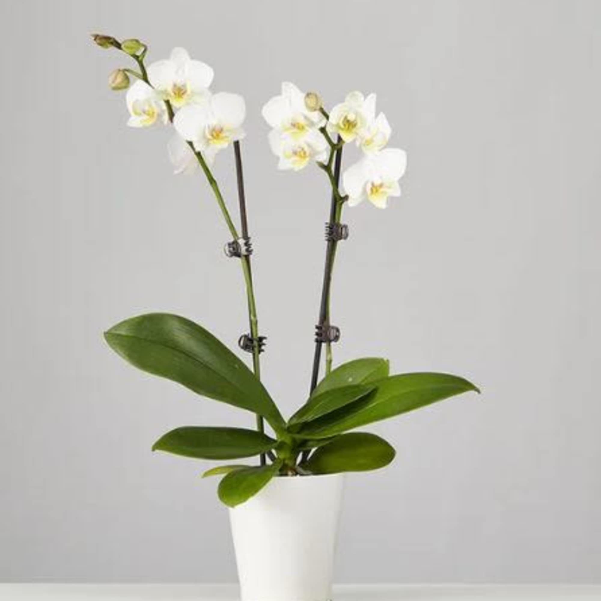 Pet Friendly?
NO . Phalaenopsis orchids are non-toxic to cats and dogs according