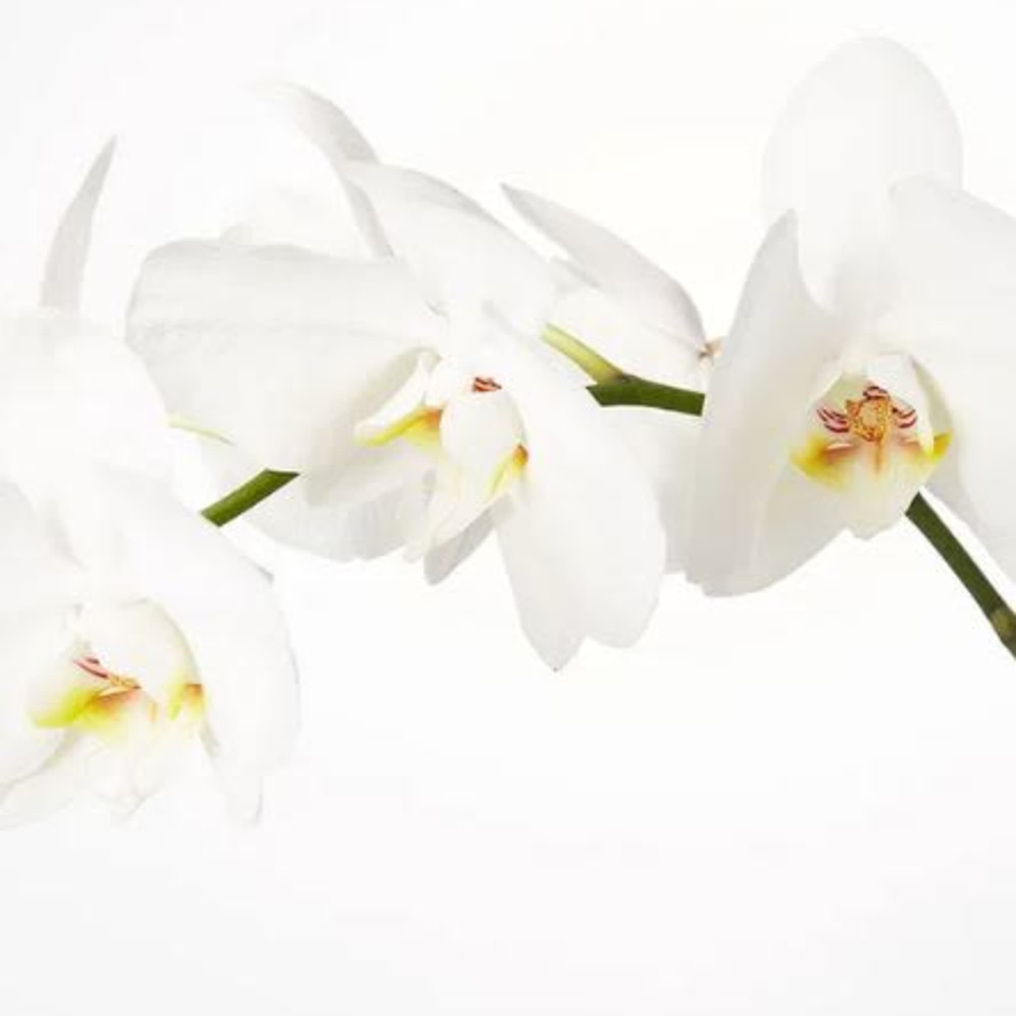 Pet Friendly?
NO . Phalaenopsis orchids are non-toxic to cats and dogs according