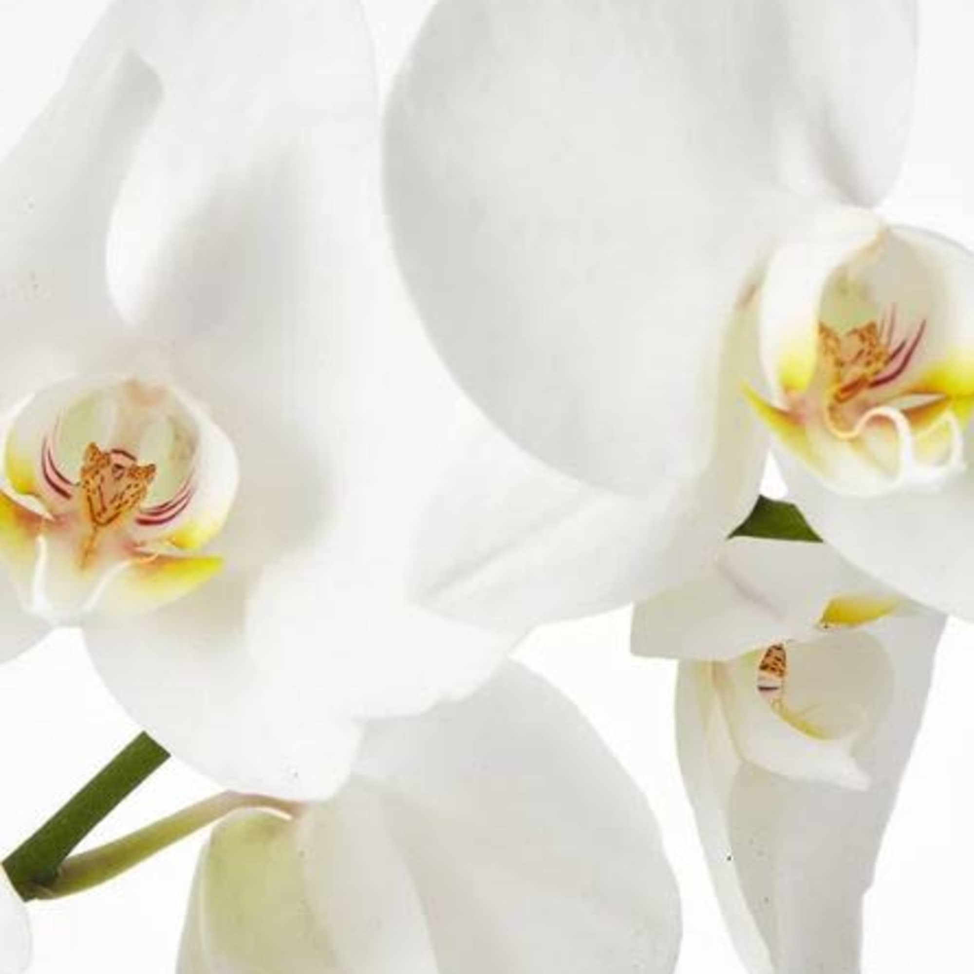 Pet Friendly?
NO . Phalaenopsis orchids are non-toxic to cats and dogs according