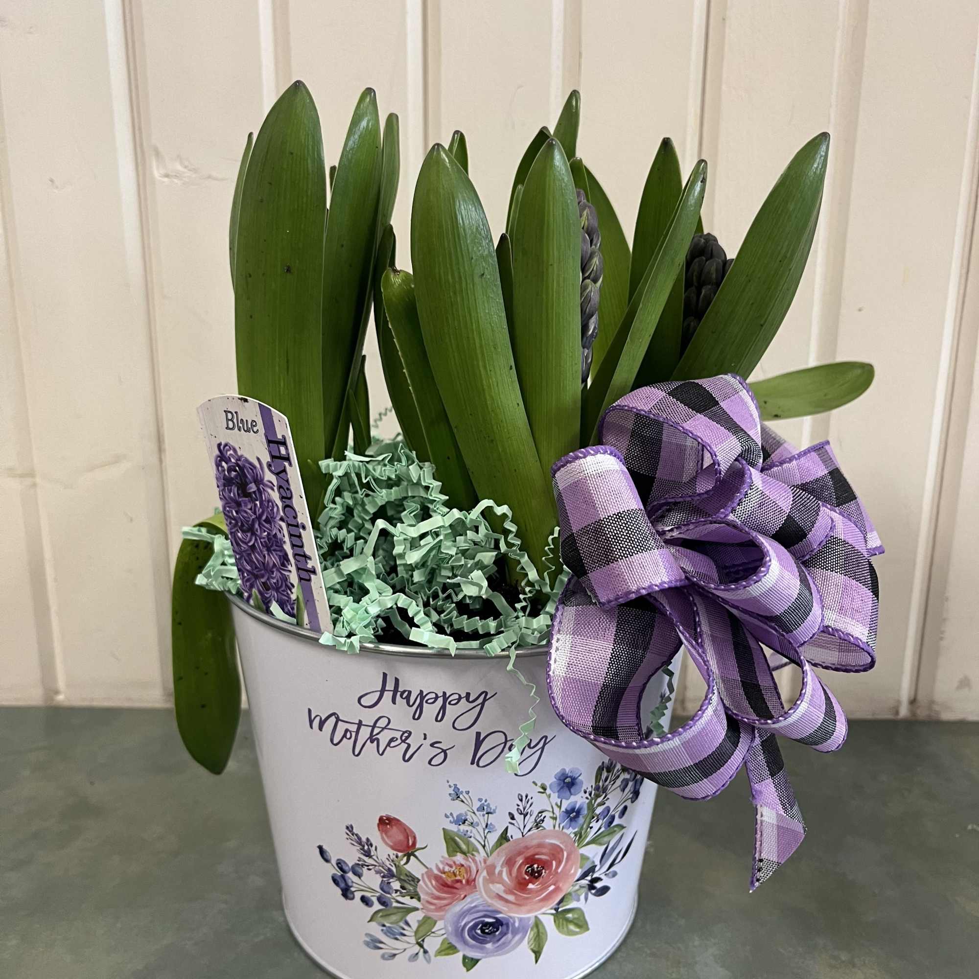 Potted blue hyacinth bulbs in a white Mother's Day tin with a purple ribbon