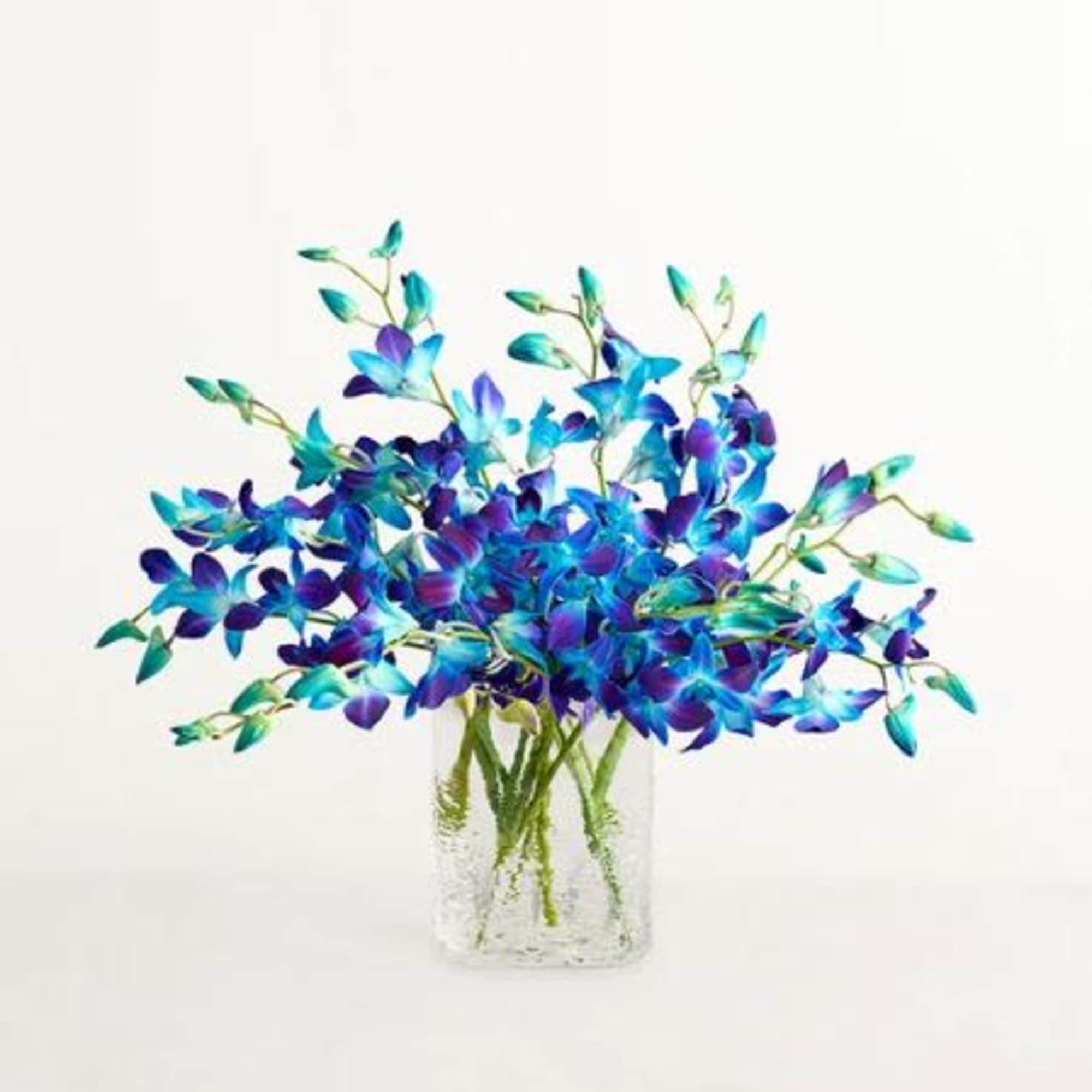  Pet Friendly?
Yes . Dendrobium orchids are not listed as toxic to