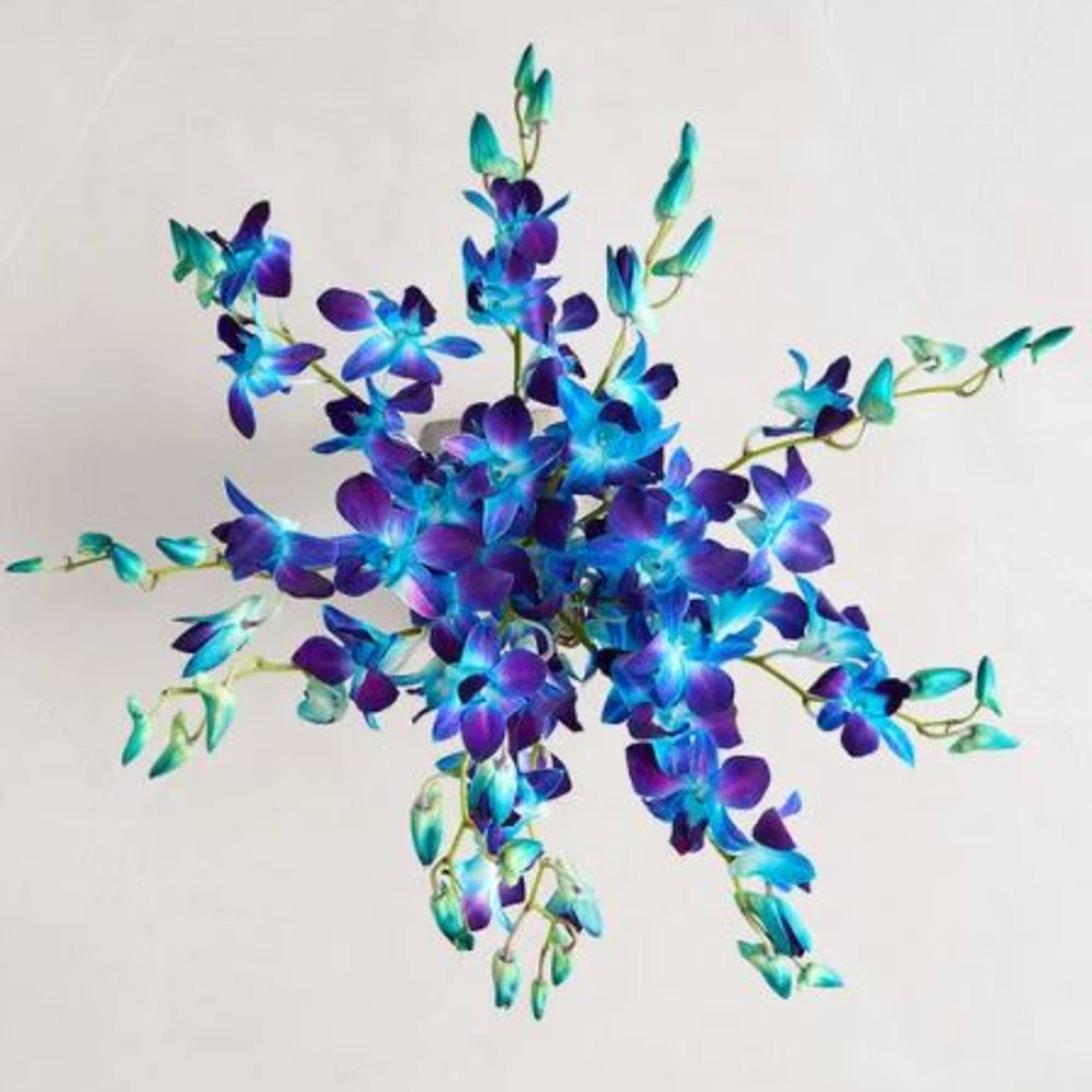  Pet Friendly?
Yes . Dendrobium orchids are not listed as toxic to