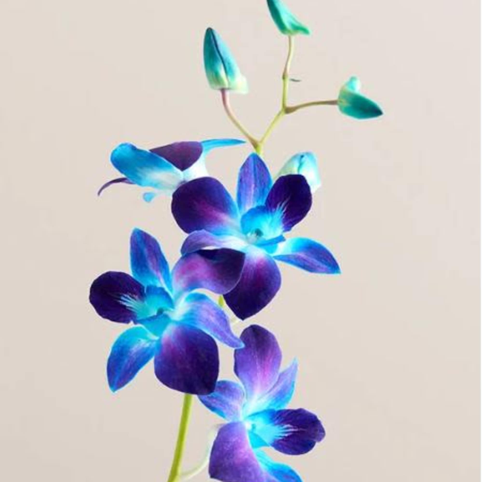  Pet Friendly?
Yes . Dendrobium orchids are not listed as toxic to