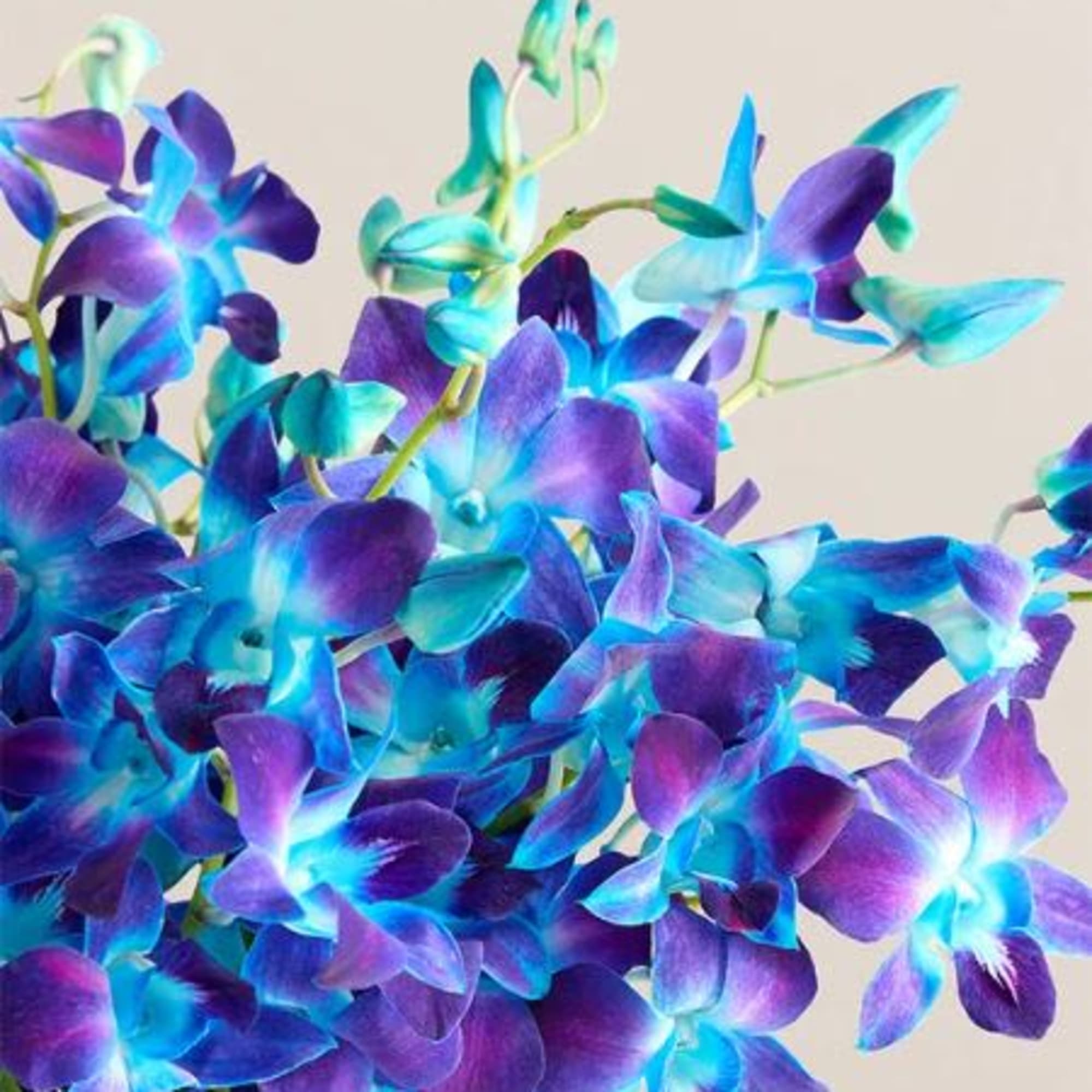  Pet Friendly?
Yes . Dendrobium orchids are not listed as toxic to