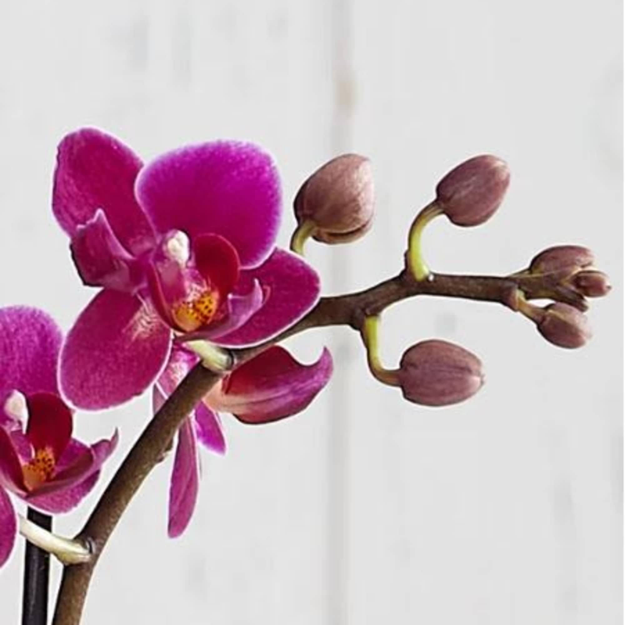  Pet Friendly?
Yes
Mini Phalaenopsis orchids are generally considered non-toxic to household pets