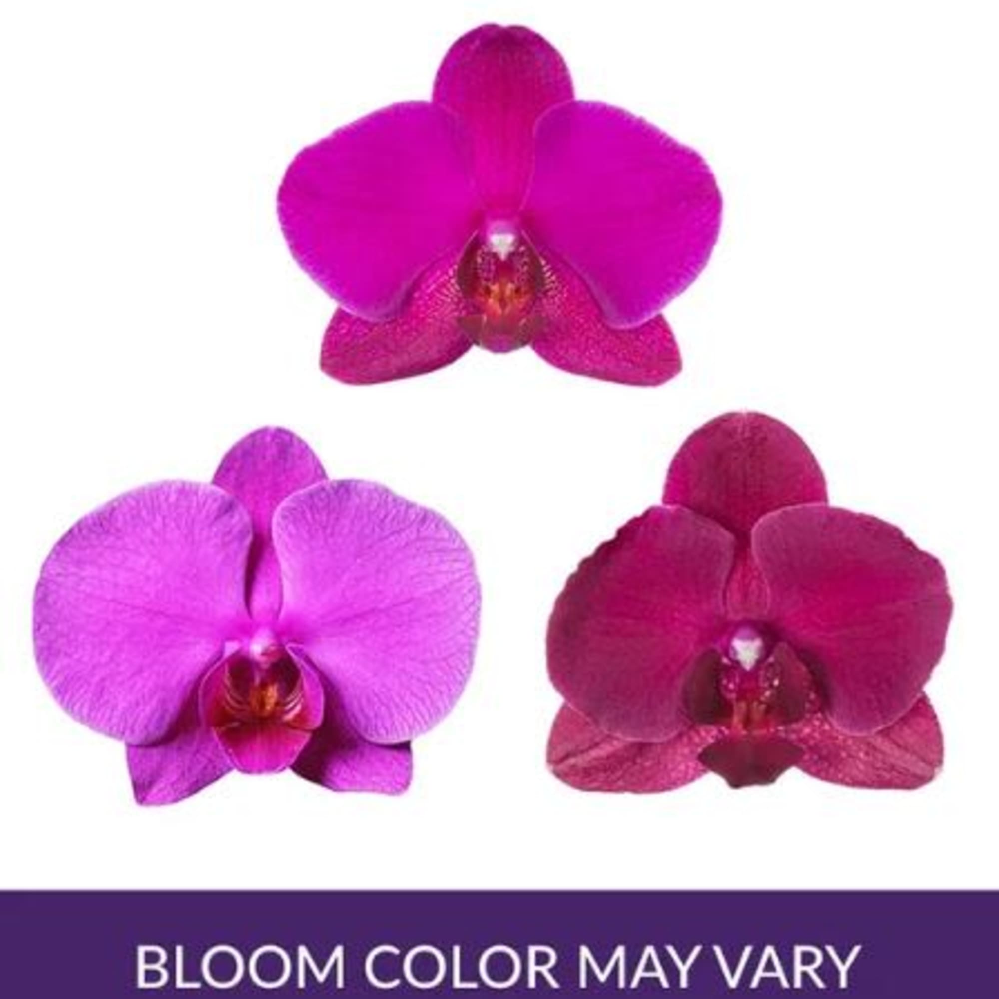  Pet Friendly?
Yes
Mini Phalaenopsis orchids are generally considered non-toxic to household pets