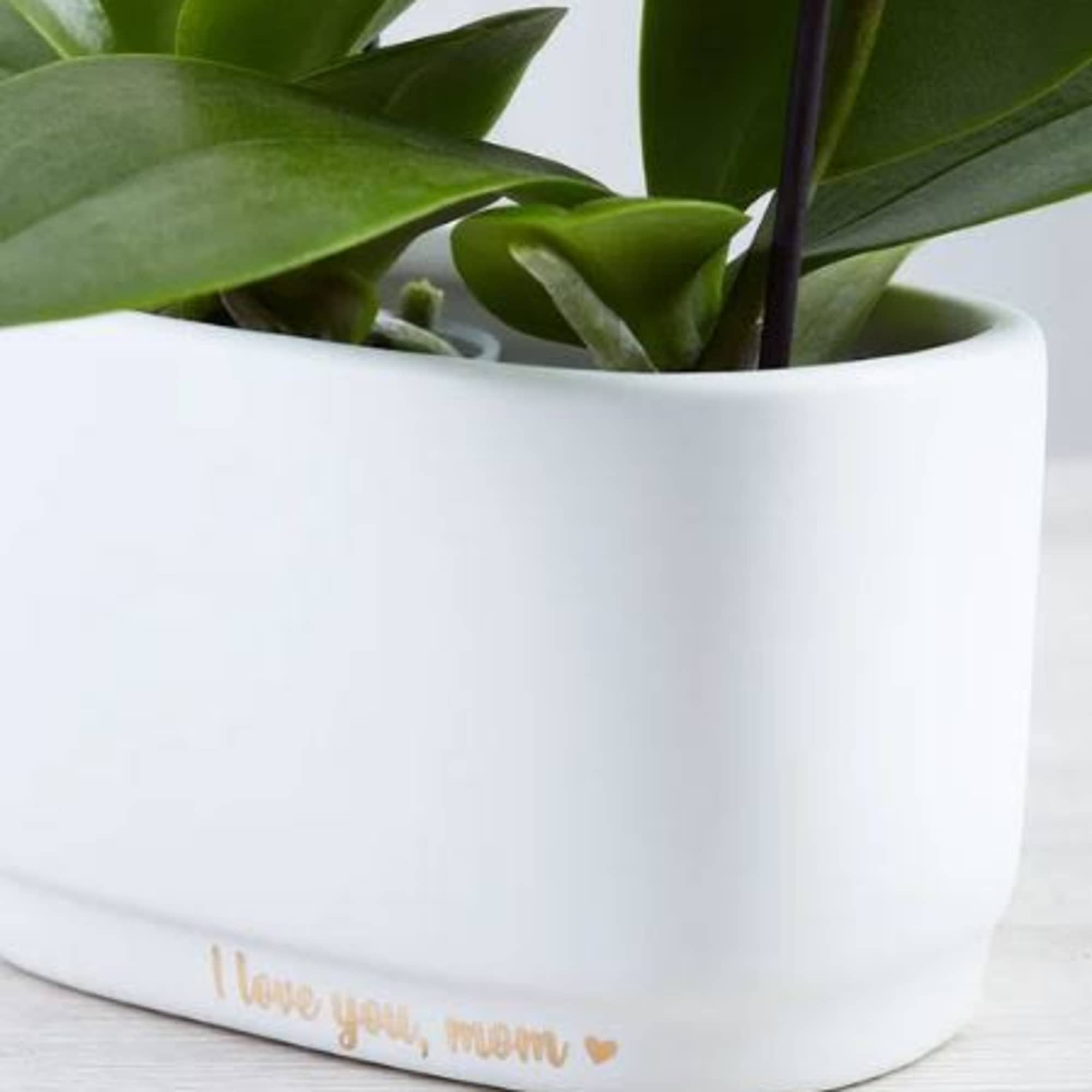  Pet Friendly?
Yes
Mini Phalaenopsis orchids are generally considered non-toxic to household pets