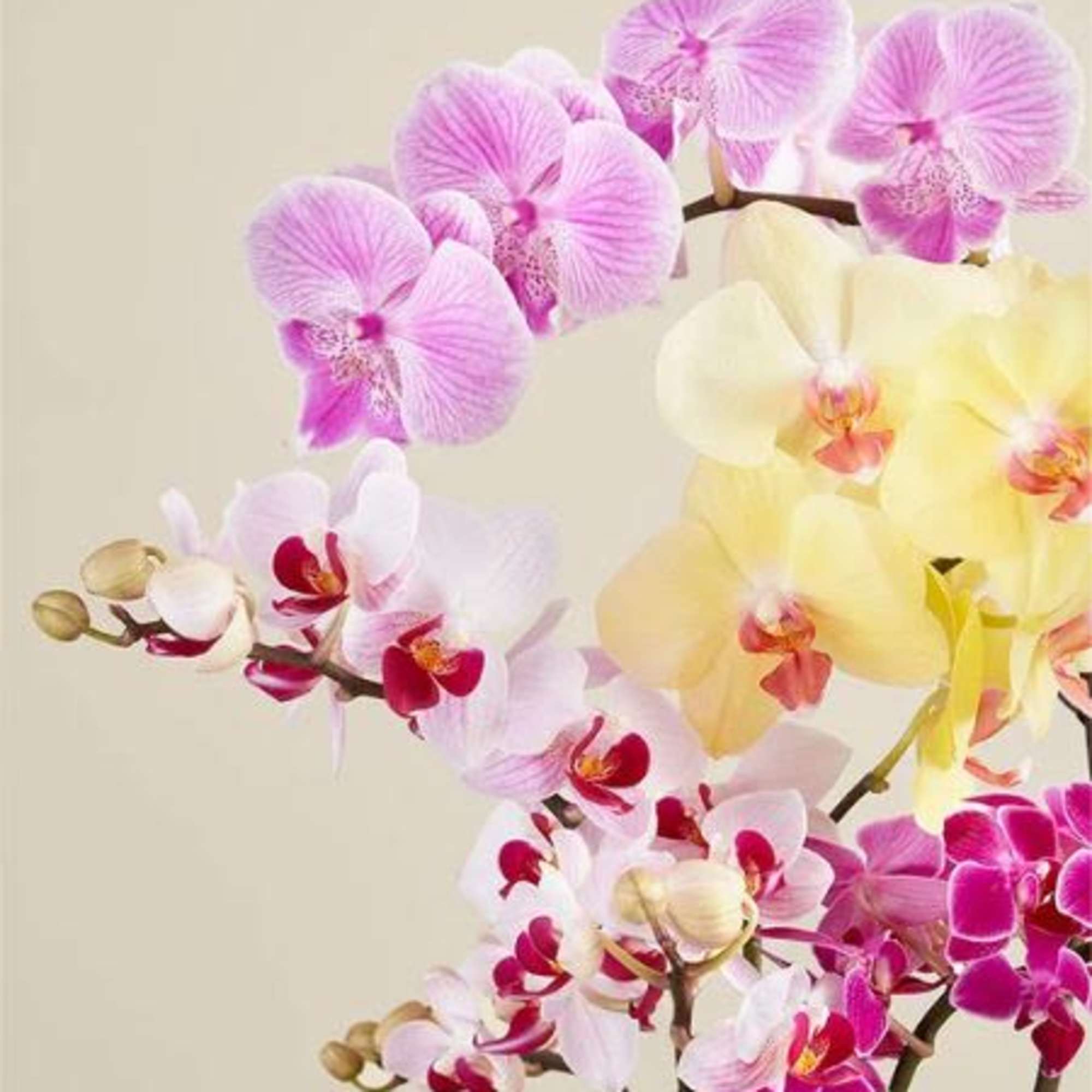  Pet Friendly?
Yes
Phalaenopsis Orchid plants are considered non-toxic to cats and dogs