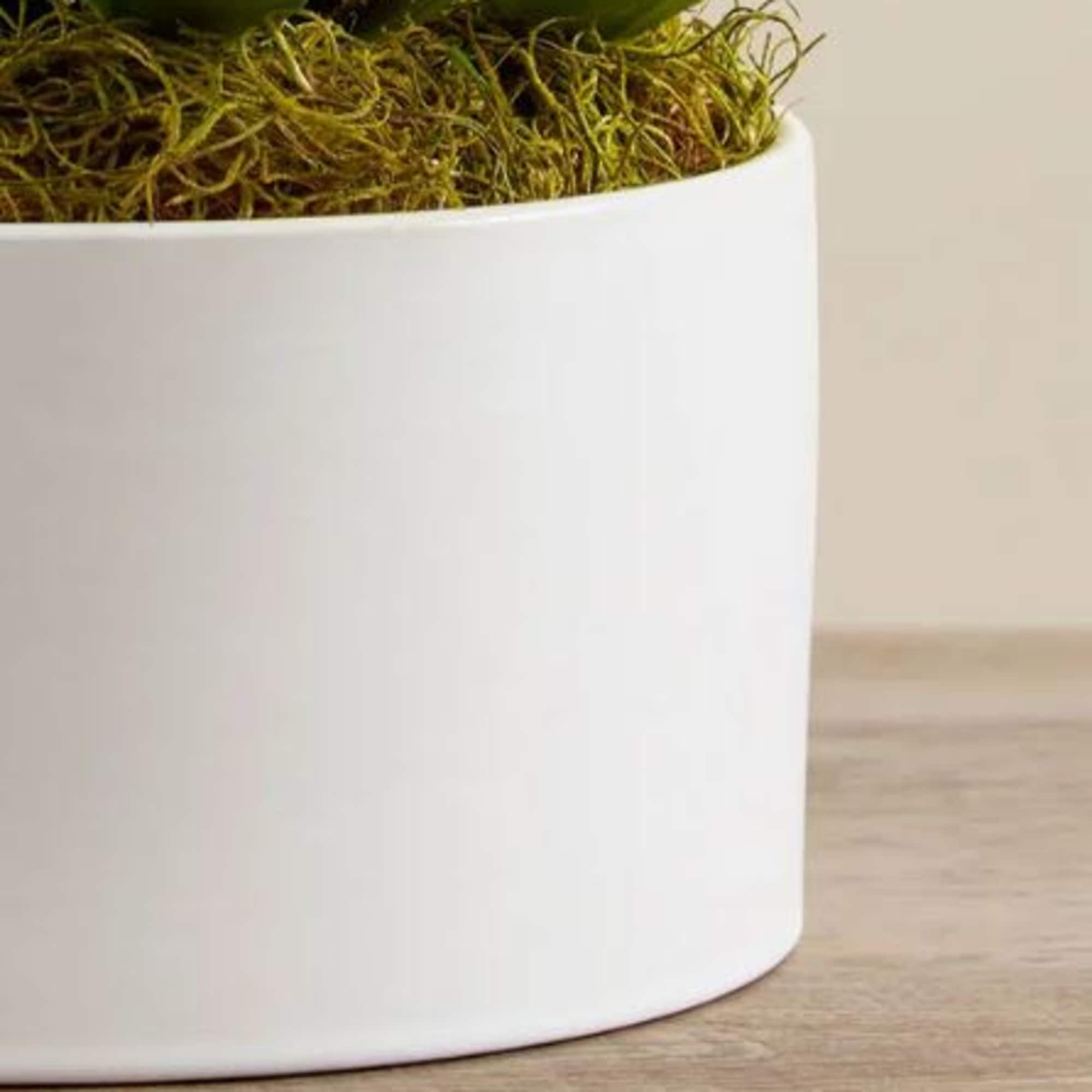  Pet Friendly?
Yes
Phalaenopsis Orchid plants are considered non-toxic to cats and dogs