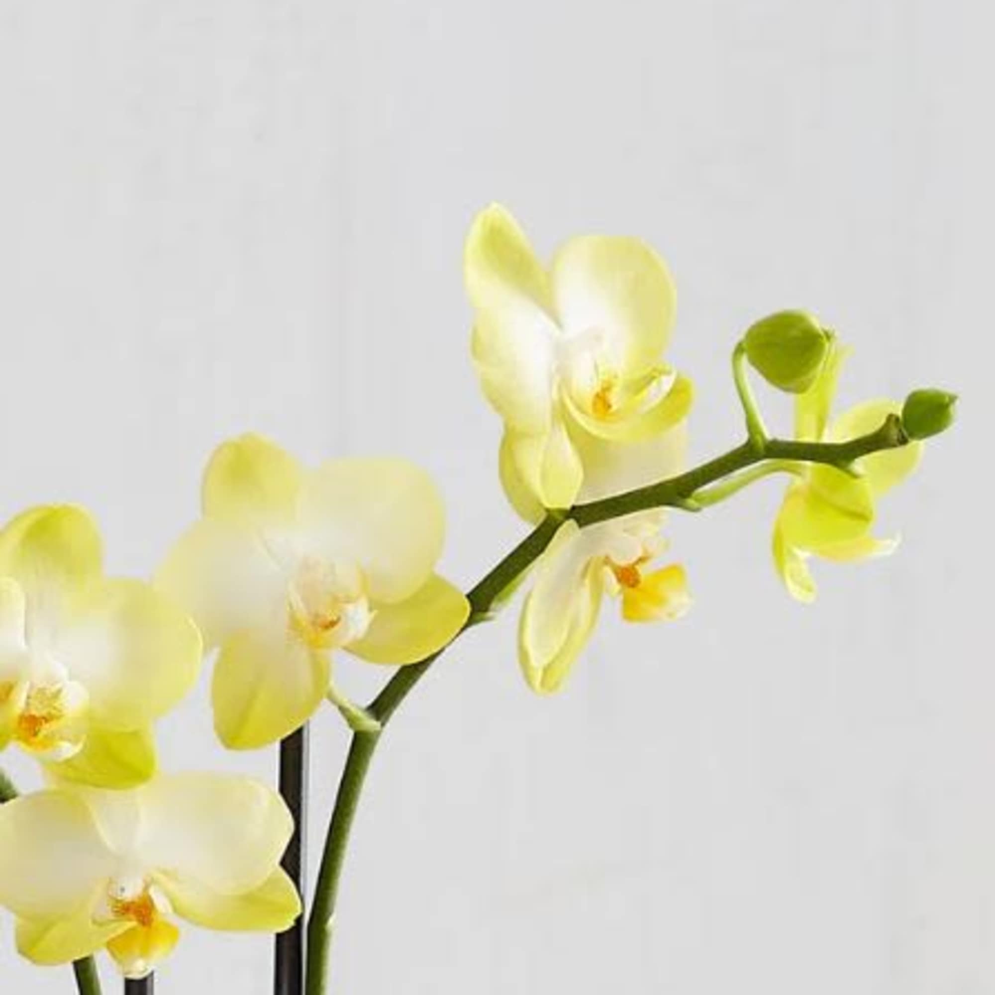  Pet Friendly?
Yes . Phalaenopsis orchids are considered non-toxic to cats and