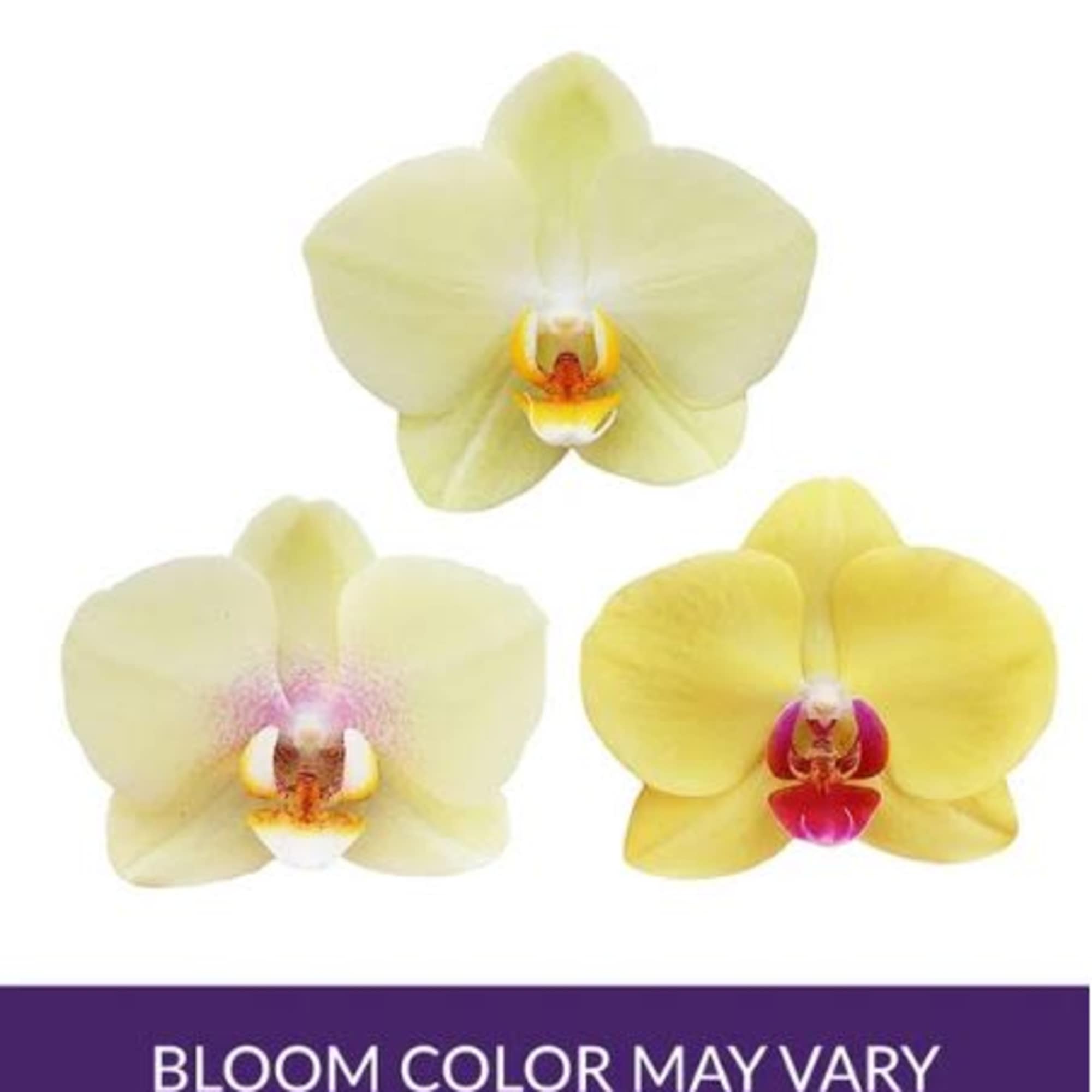  Pet Friendly?
Yes . Phalaenopsis orchids are considered non-toxic to cats and