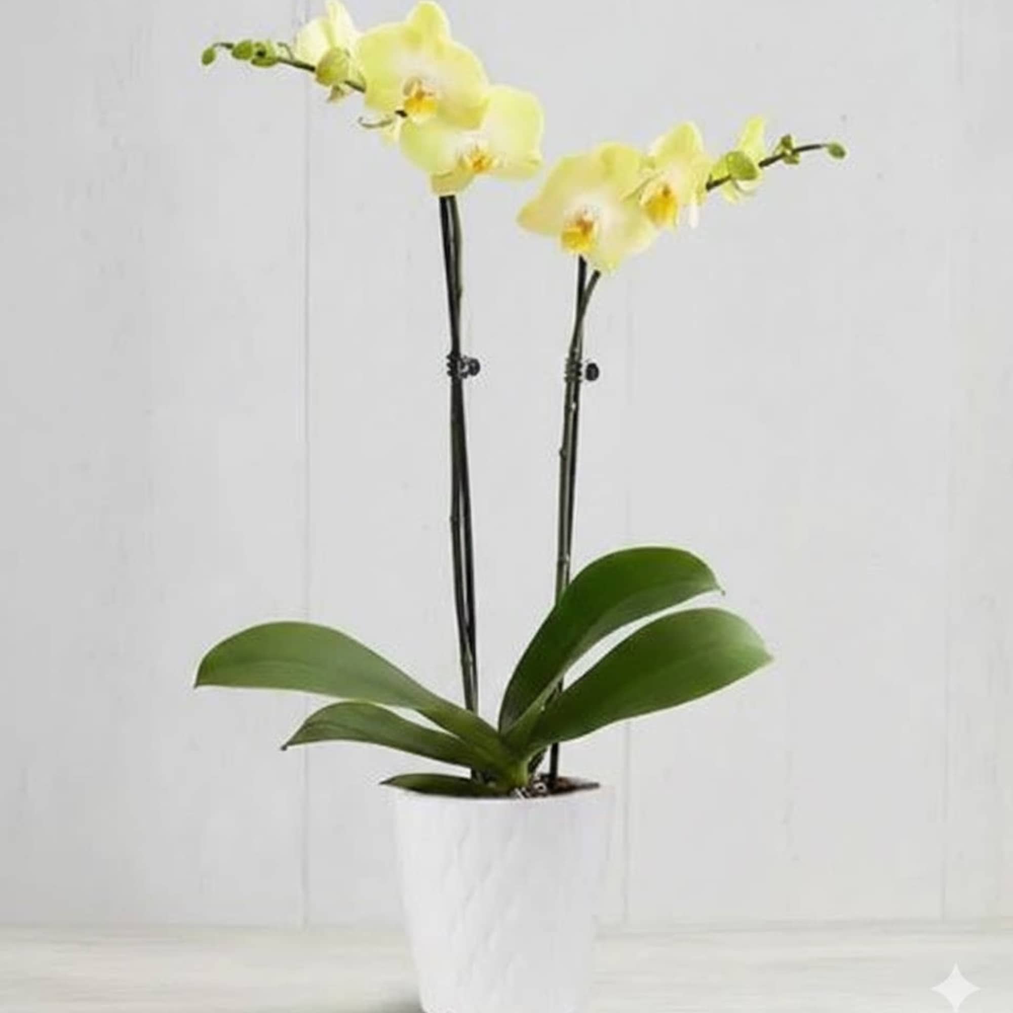  Pet Friendly?
Yes . Phalaenopsis orchids are considered non-toxic to cats and