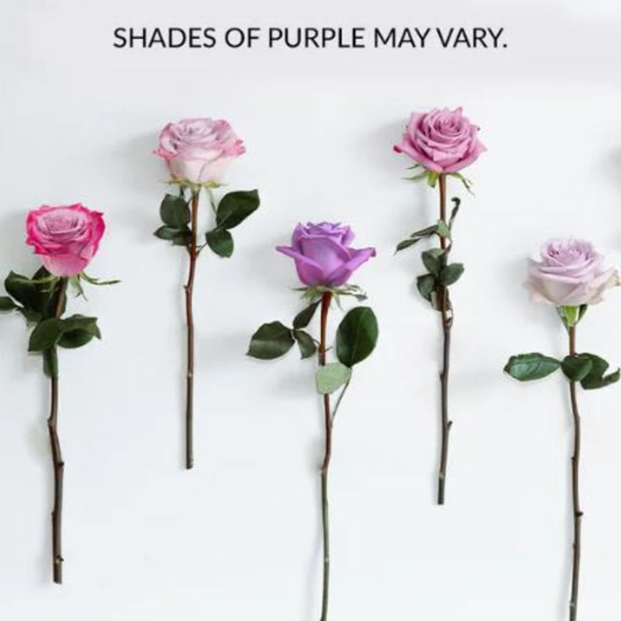  Pet Friendly?
YES. While roses themselves are non-toxic to household pets, the