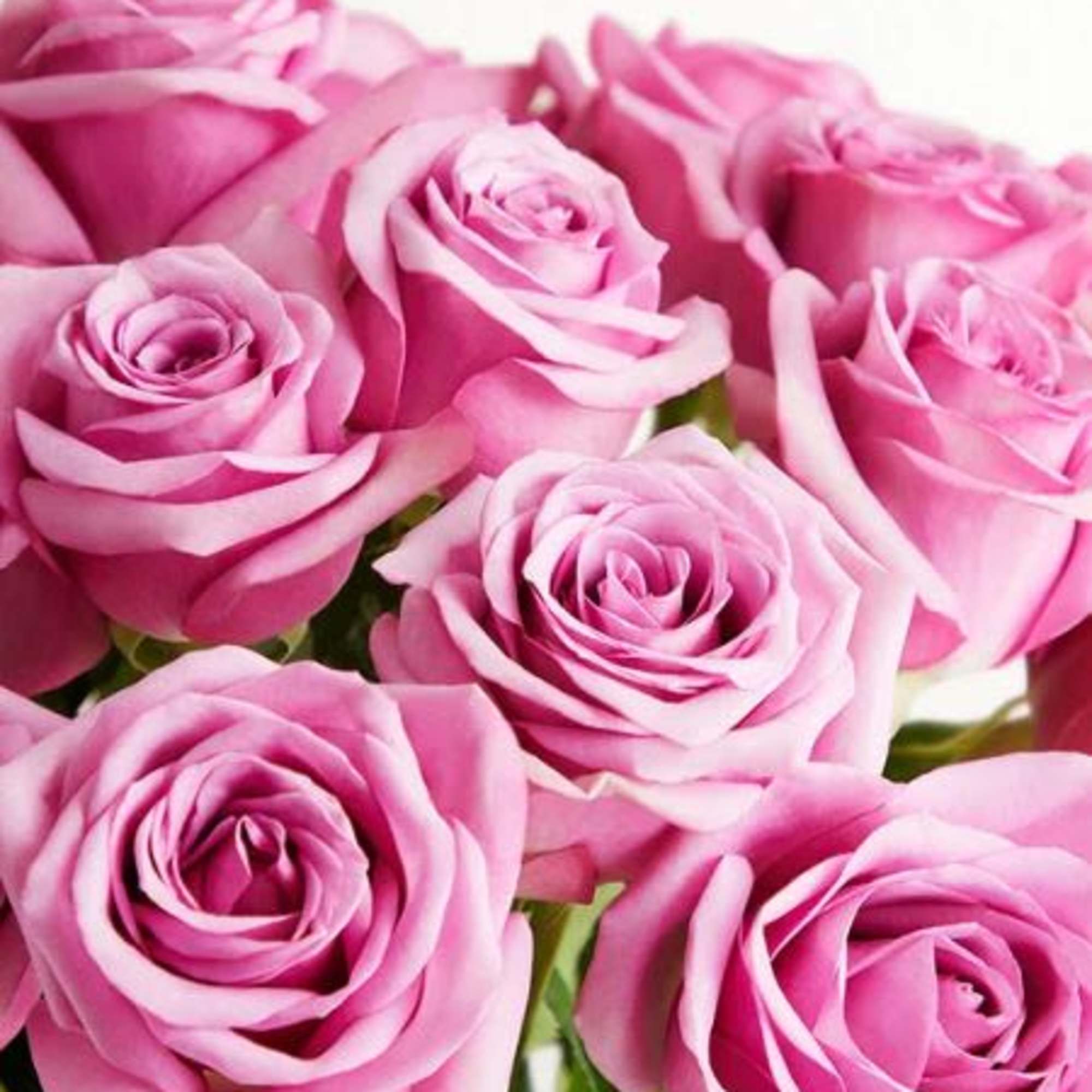  Pet Friendly?
YES. While roses themselves are non-toxic to household pets, the